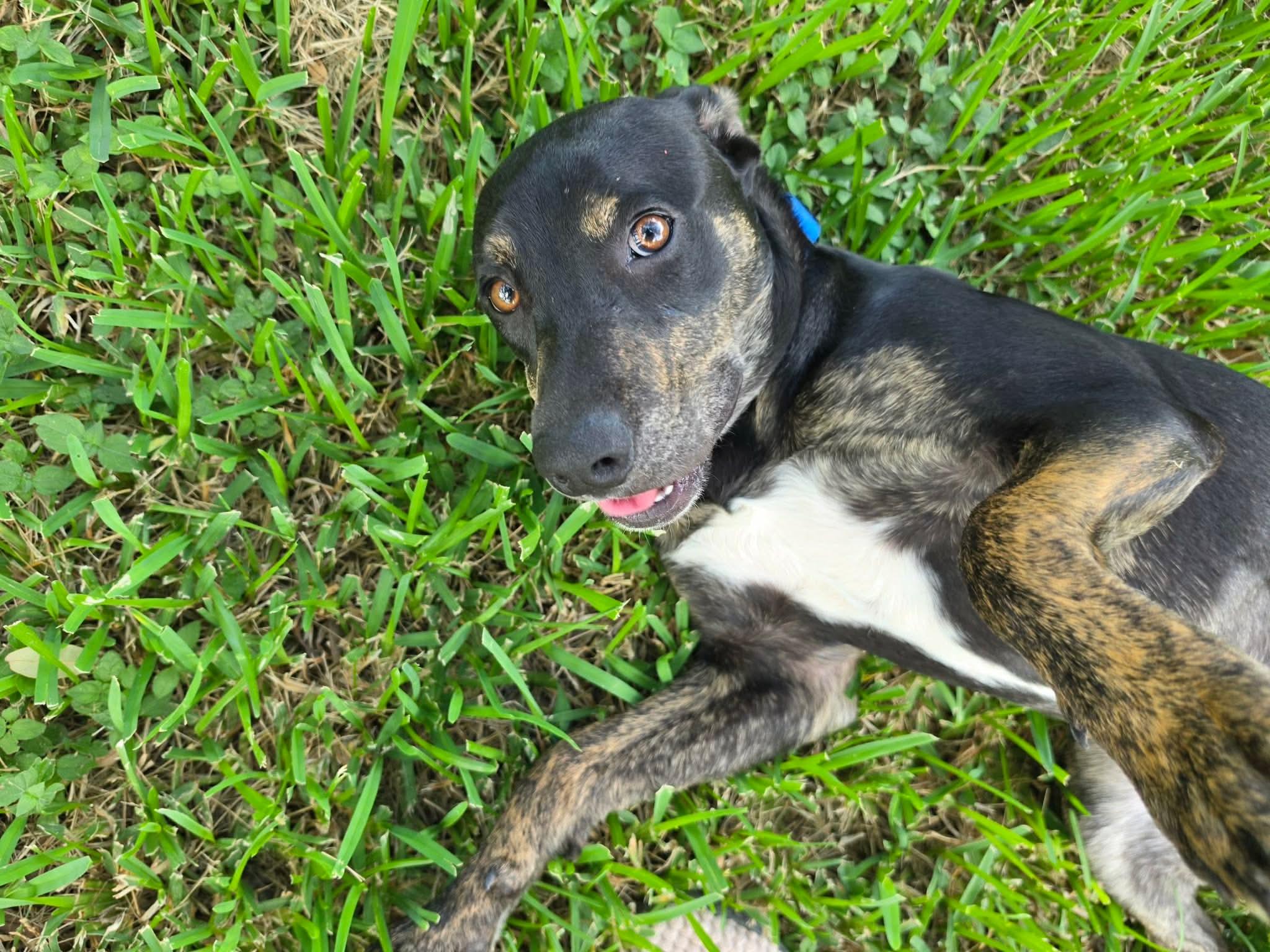 Enlarge Naomi, a Adoptable mixed breed in Elk Grove Village, IL image 3/6