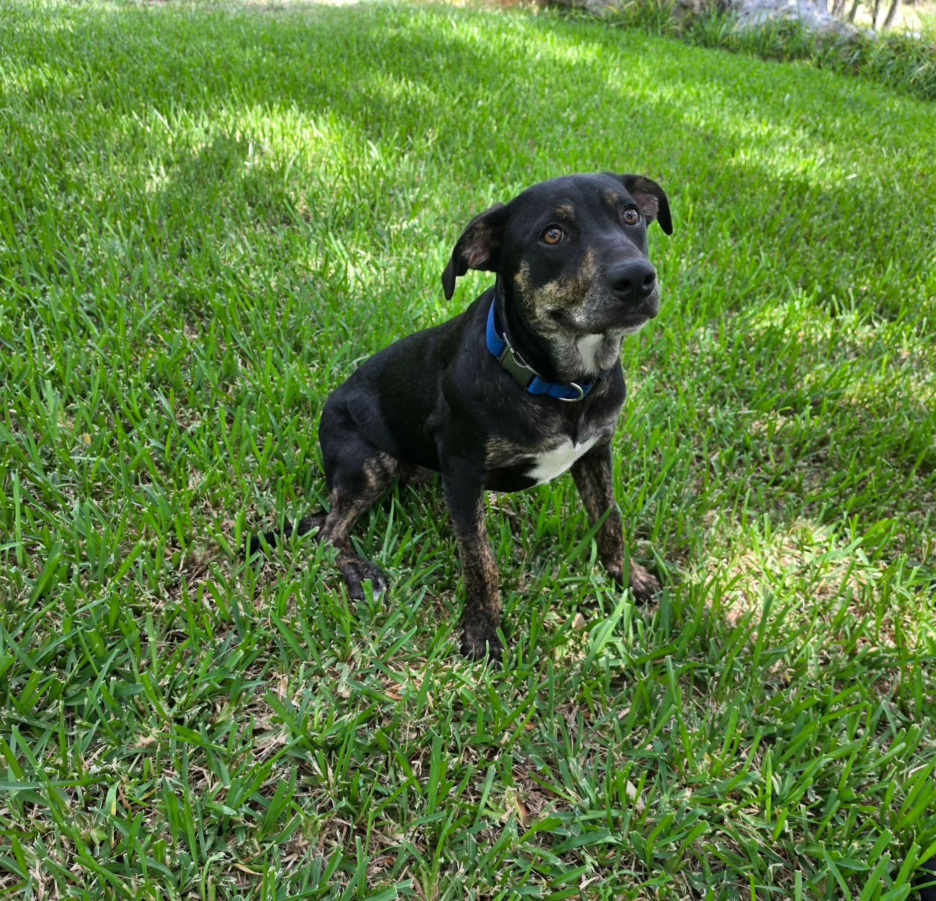 Enlarge Naomi, a Adoptable mixed breed in Elk Grove Village, IL image 6/6