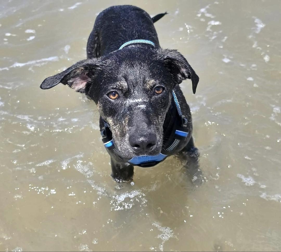 Enlarge Naomi, a Adoptable mixed breed in Elk Grove Village, IL image 2/6