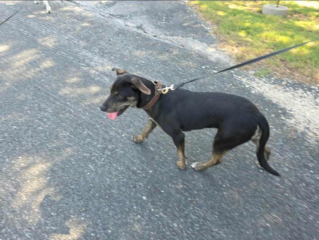 Enlarge Naomi, a Adoptable mixed breed in Elk Grove Village, IL image 5/6