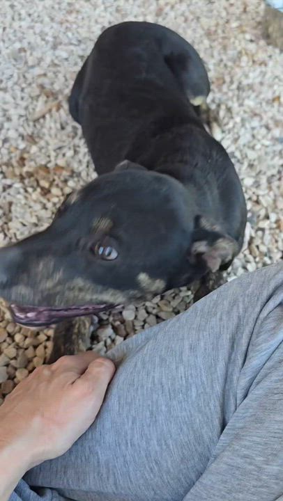 Enlarge Naomi, a Adoptable mixed breed in Elk Grove Village, IL video 4/6
