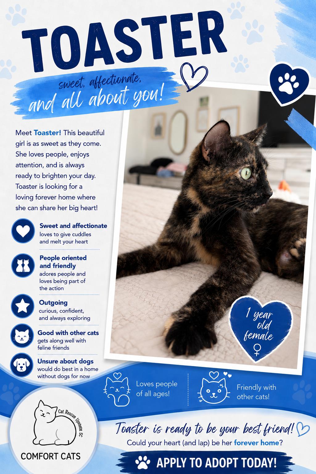 Toaster, Adoptable, Adult Female Domestic Short Hair.