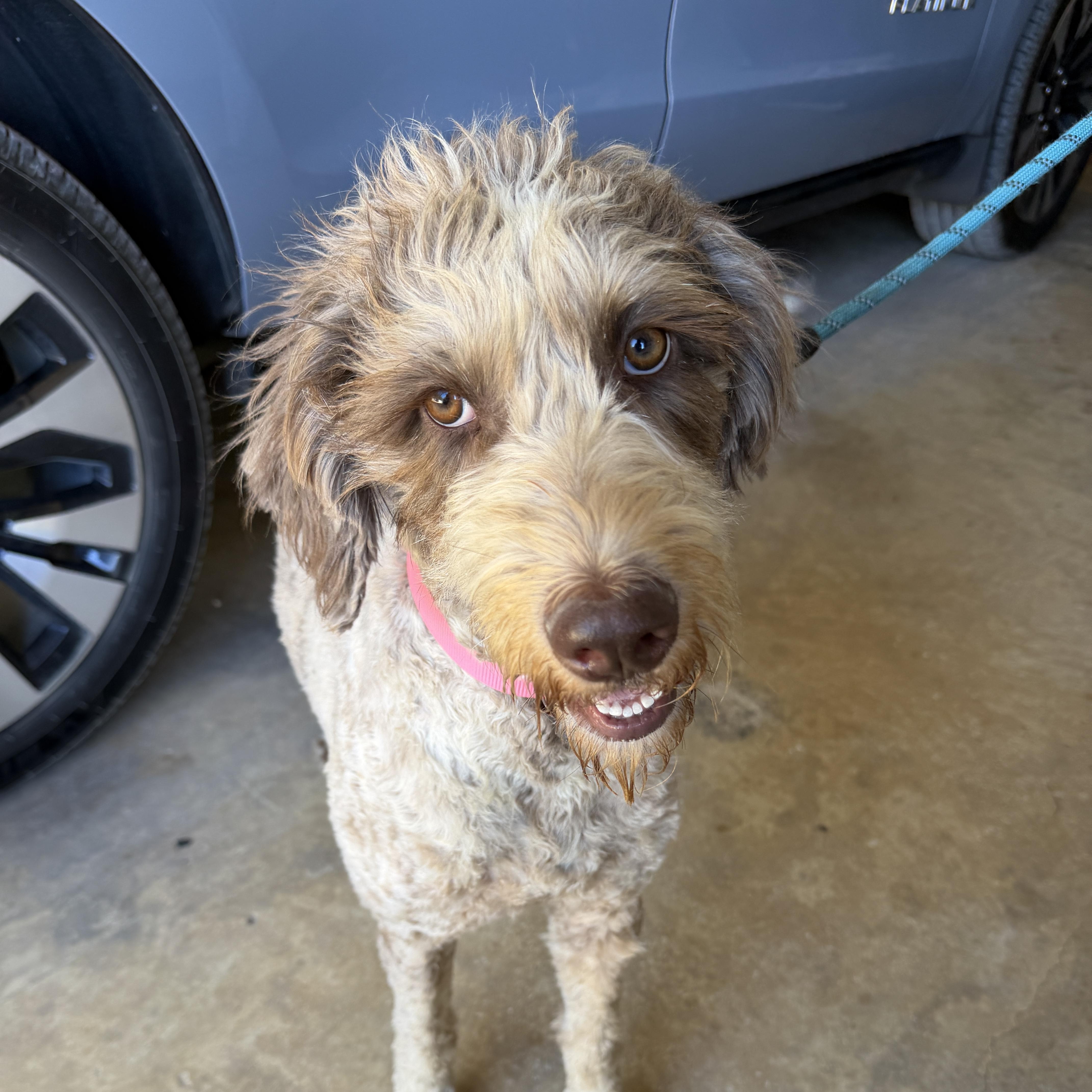 Enlarge Tallulah, a Adoptable Goldendoodle in Sewaren, NJ image 4/4