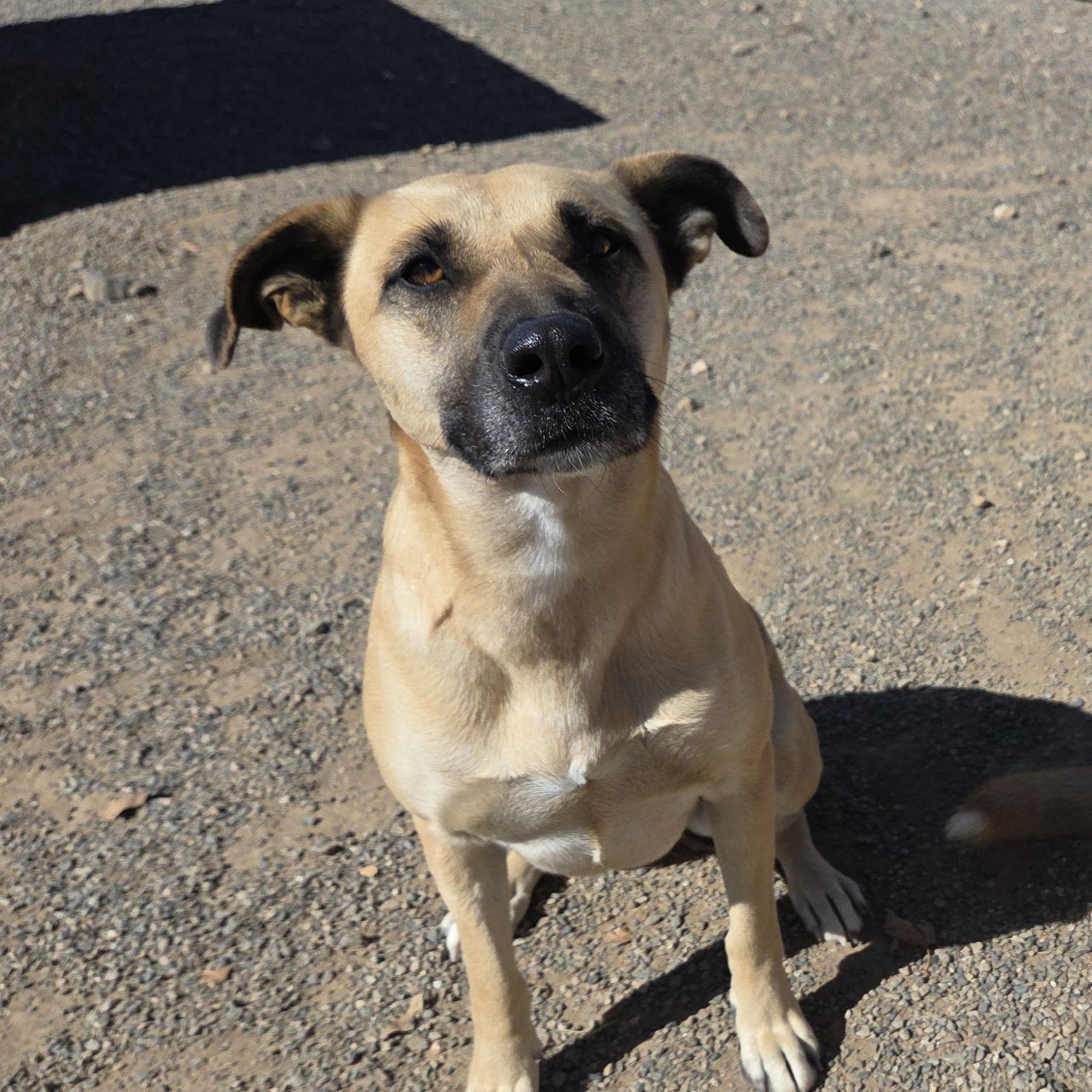 Kay, Adoptable, Adult Female Black Mouth Cur & Belgian Shepherd / Malinois.