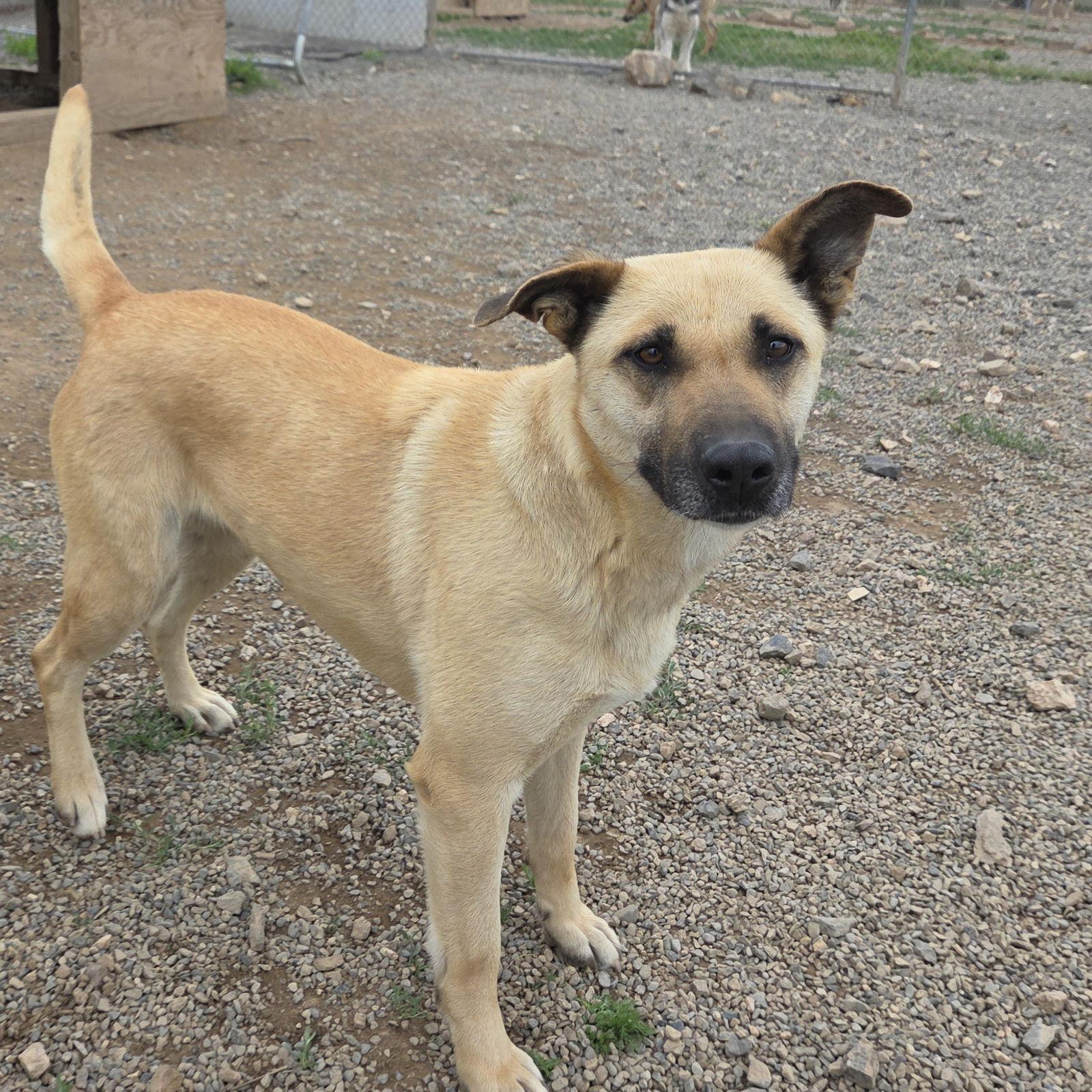 Kay, a Adoptable mixed breed in Yreka, CA image 2/6
