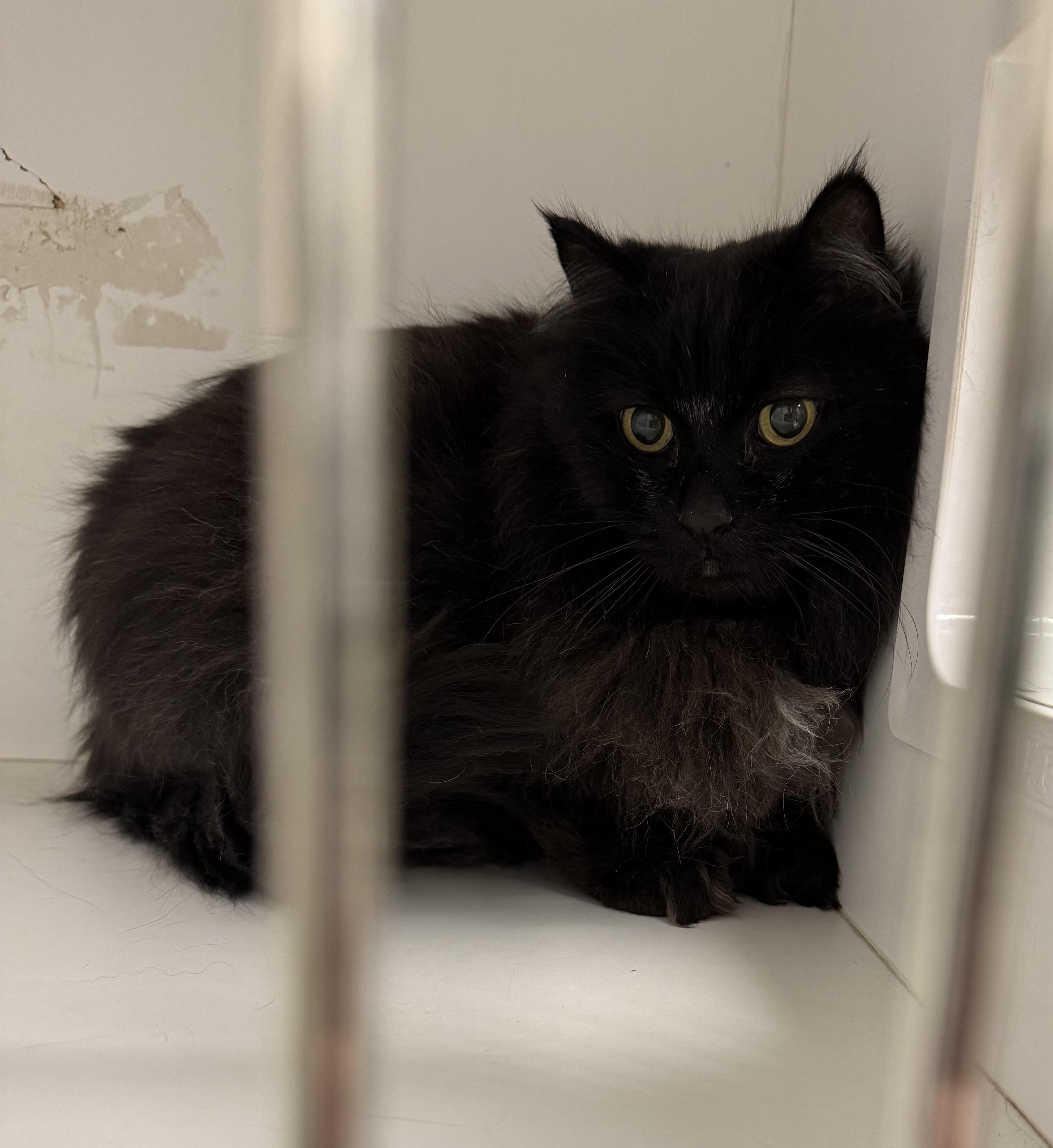 Enlarge Blackie 26-0002/F, a Adopted Domestic Long Hair in Atlantic, IA image 2/2