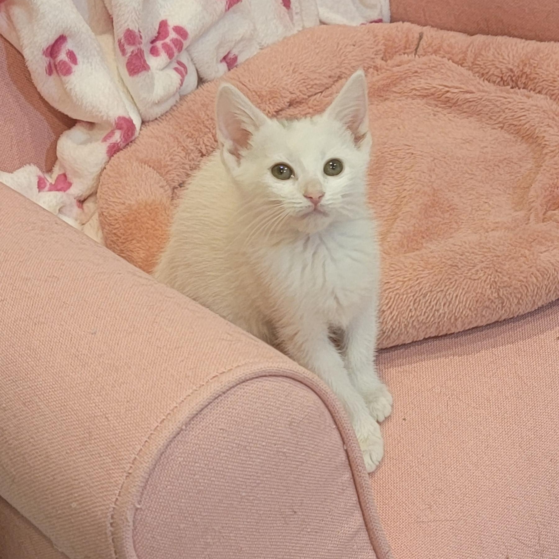 Riley, ADOPTABLE, Kitten Female Domestic Short Hair.