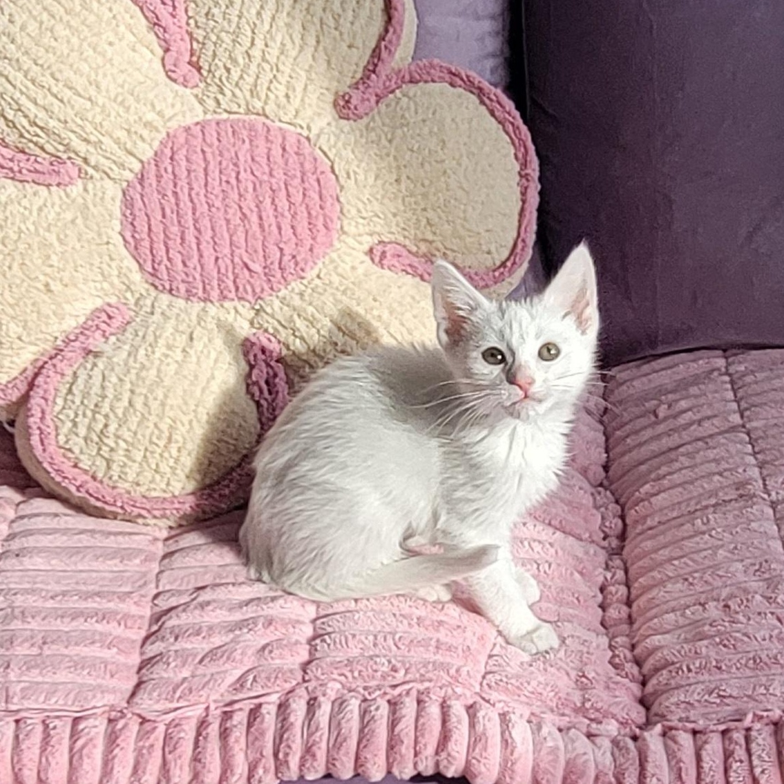 Riley, ADOPTABLE, Kitten Female Domestic Short Hair.