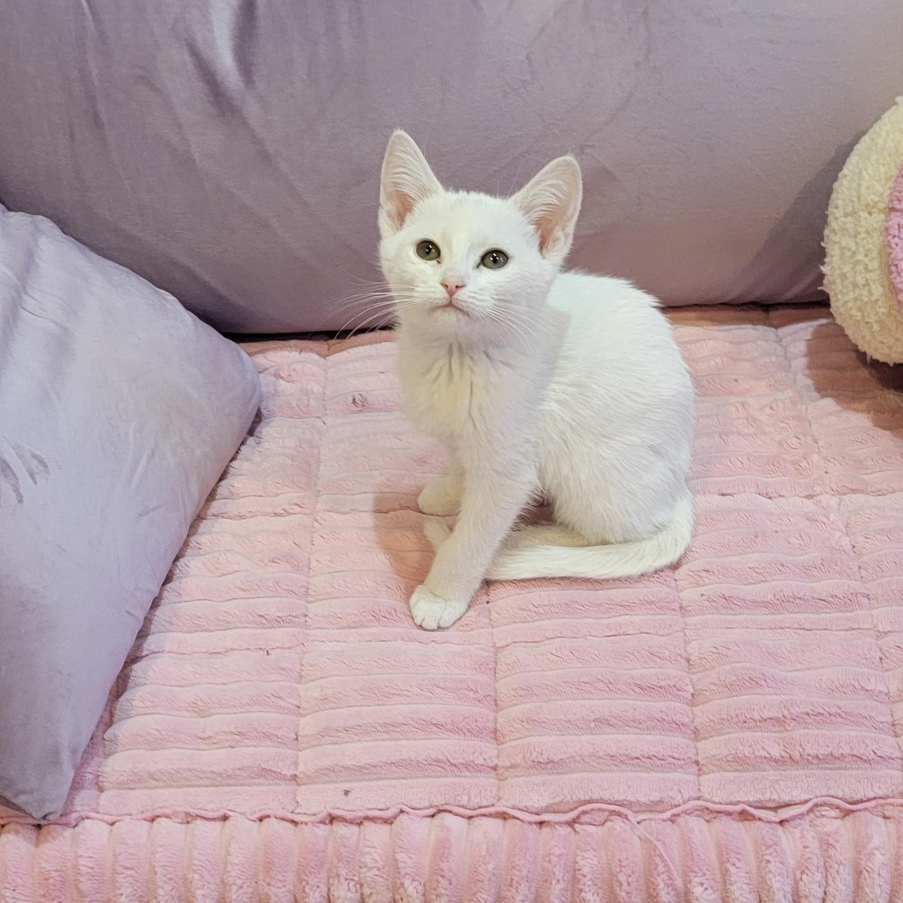 Enlarge Riley Adopted 3.14.26, an adopted Domestic Short Hair in Wyandotte, MI image 2/3