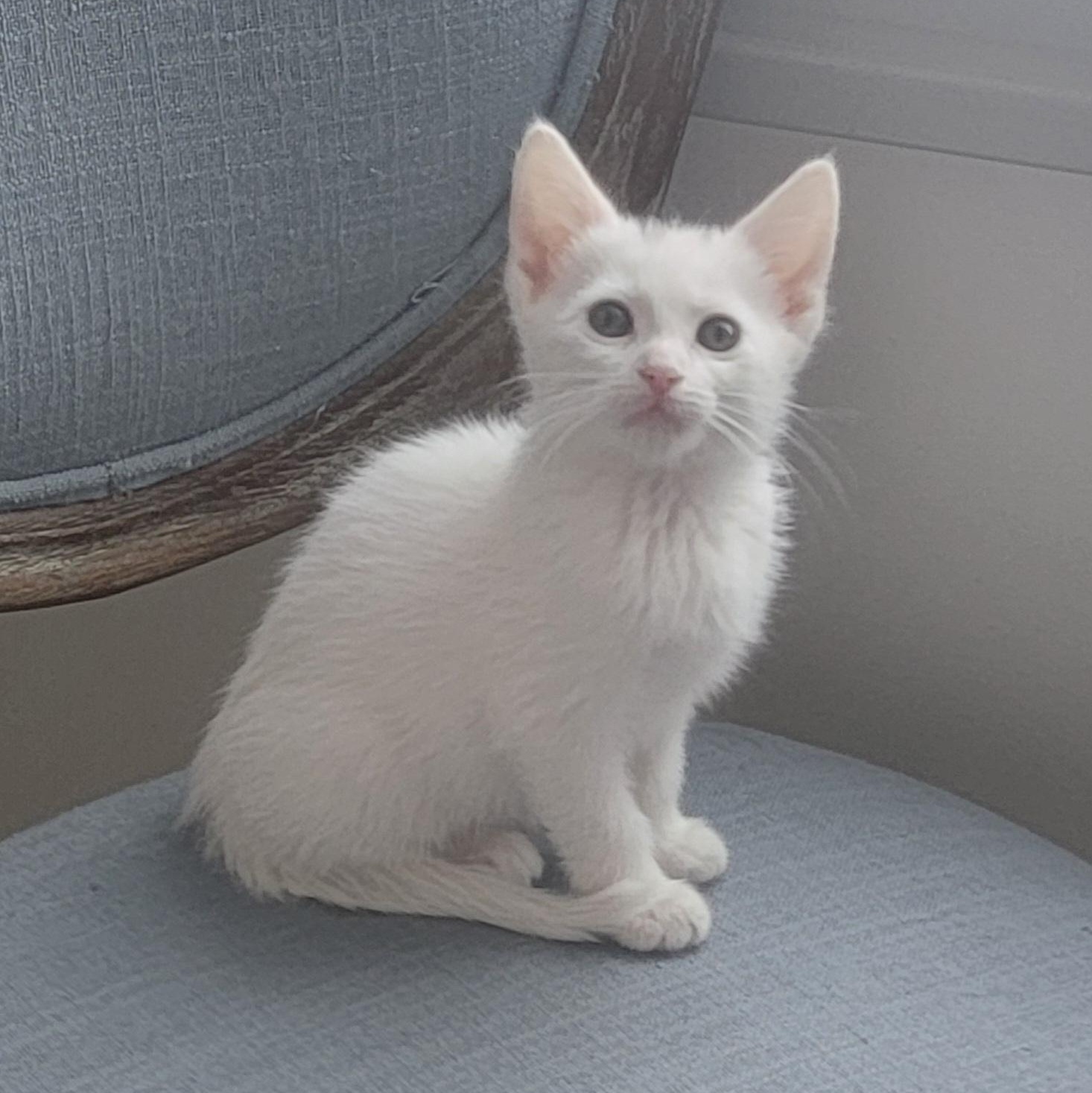 Enlarge Riley, a ADOPTABLE Domestic Short Hair in Wyandotte, MI image 4/6