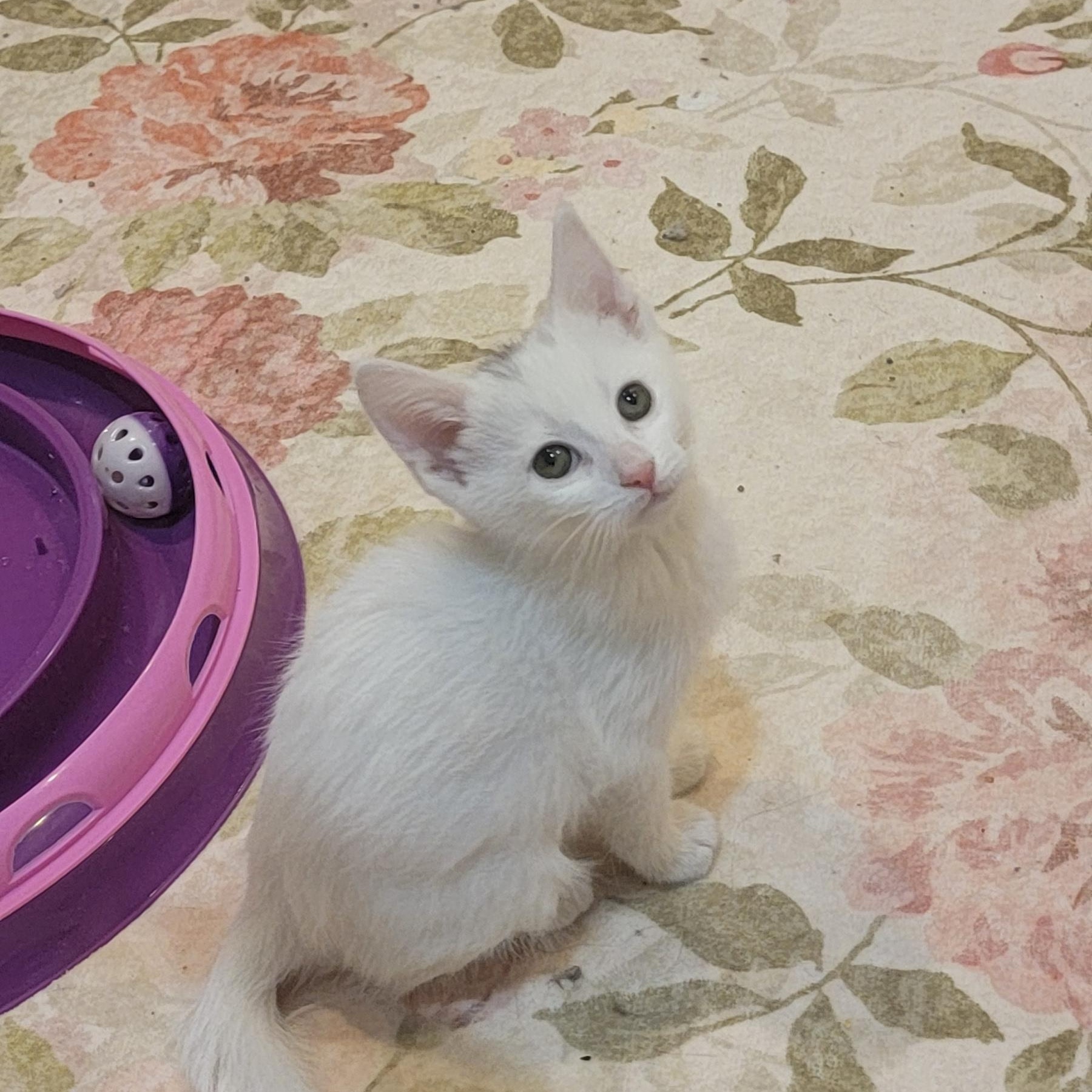 Enlarge Riley, a ADOPTABLE Domestic Short Hair in Wyandotte, MI image 3/6