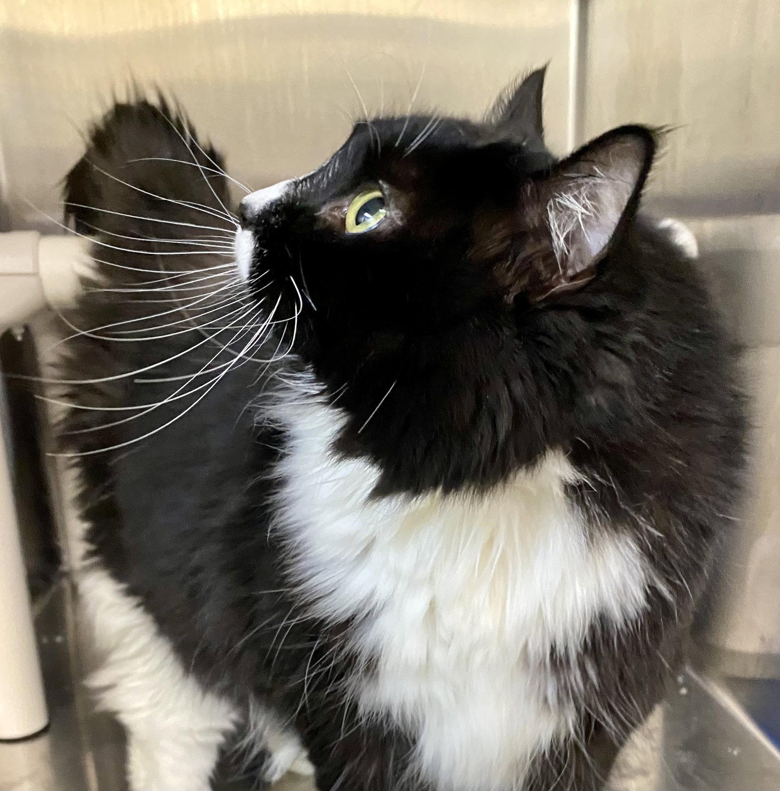 Mermaid, Adoptable, Adult Female Domestic Long Hair.