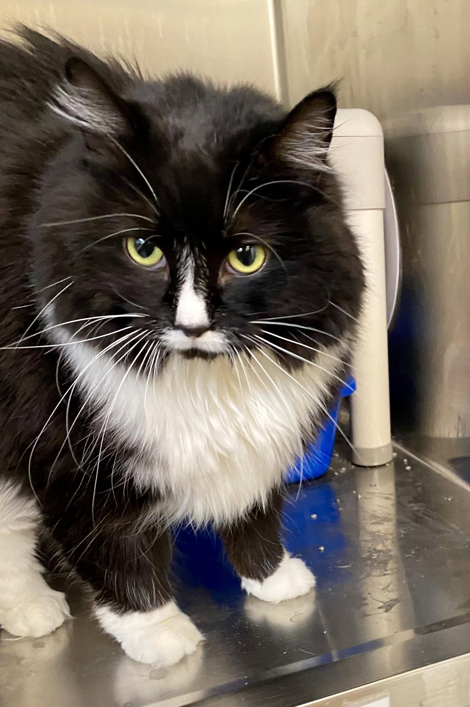 Mermaid, a Adoptable Domestic Long Hair in Fargo, ND image 2/2