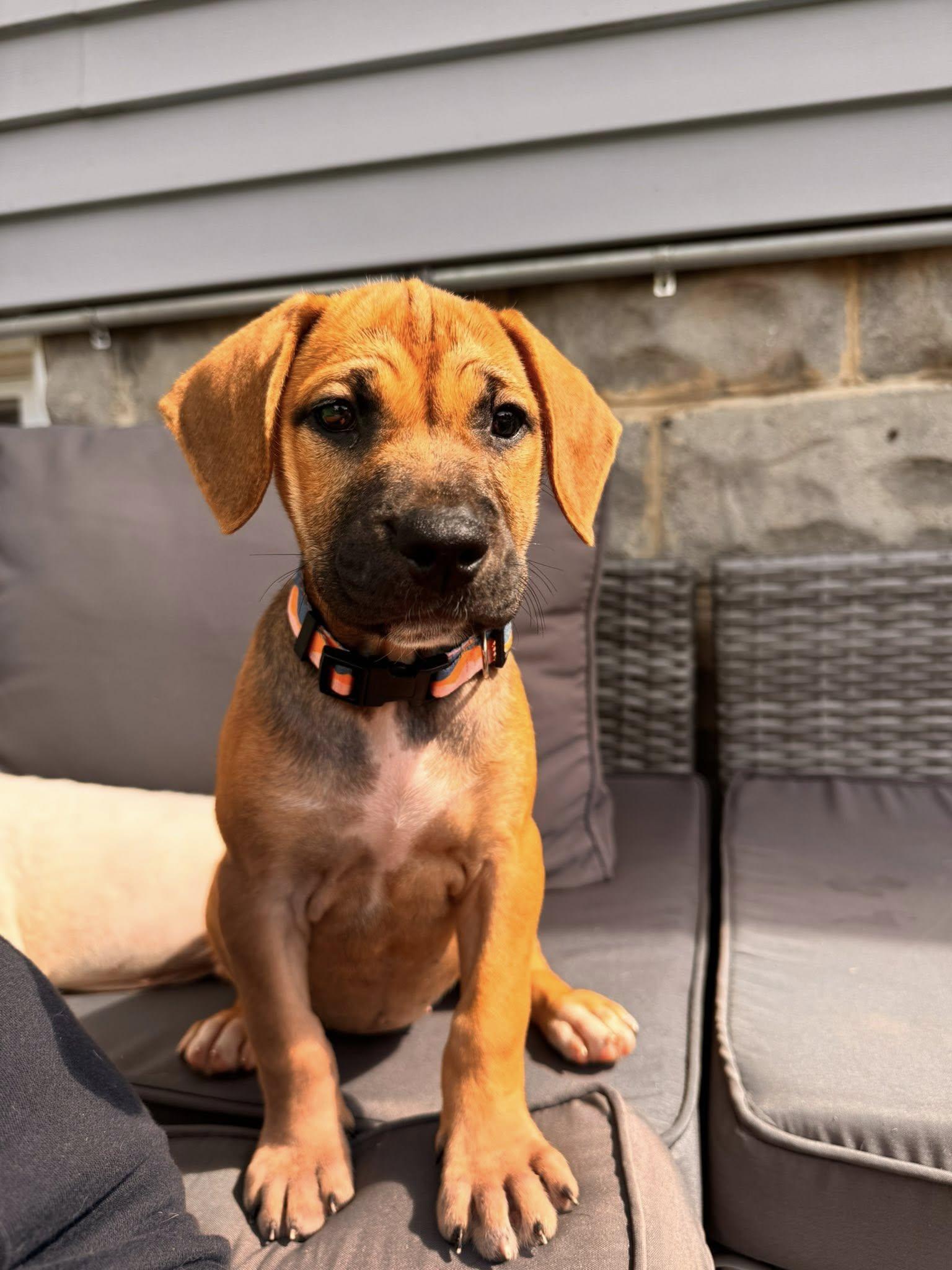 Sadie