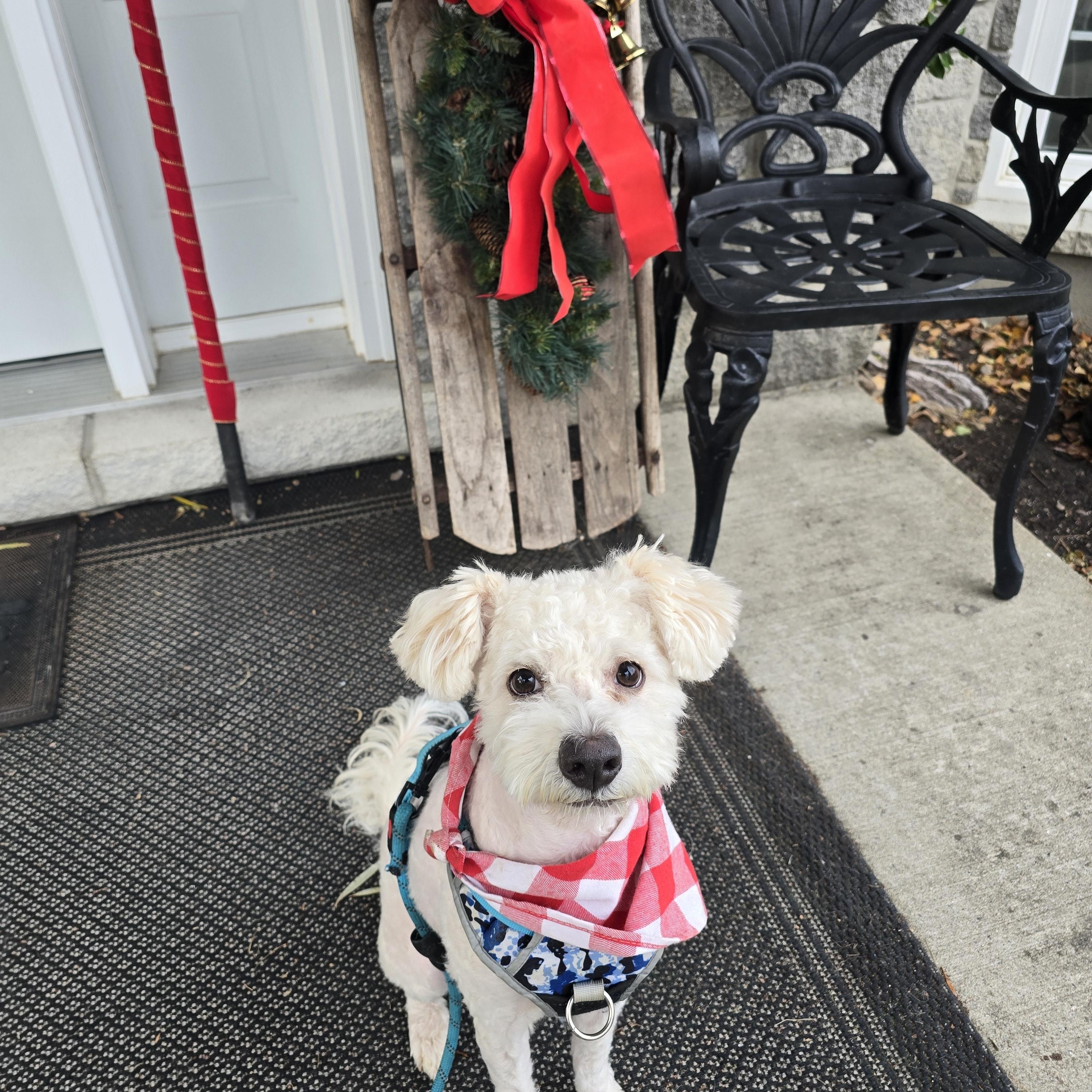 Drizzy, a Adoptable mixed breed in Chatsworth, ON image 2/3