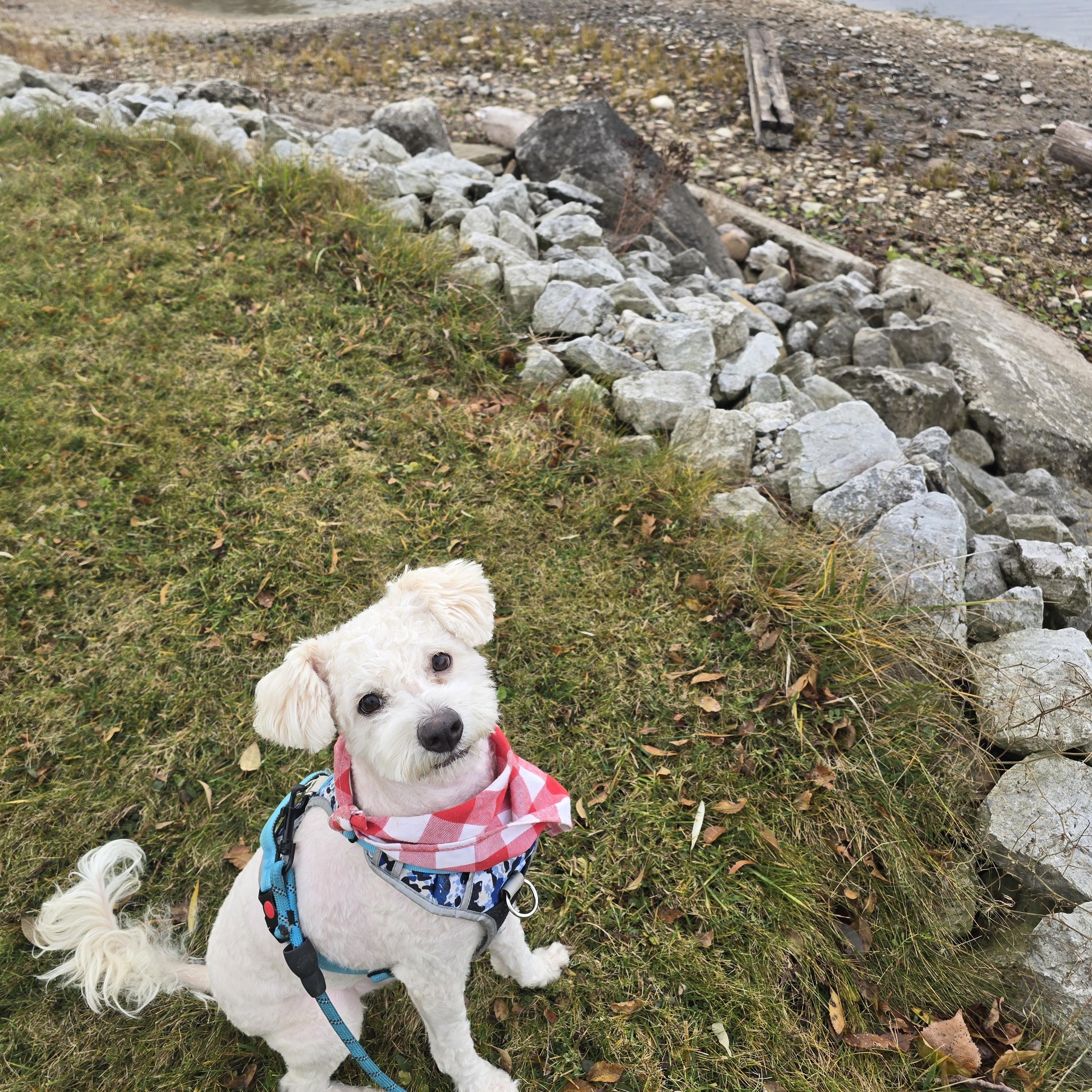 Drizzy, a Adoptable mixed breed in Chatsworth, ON image 3/3