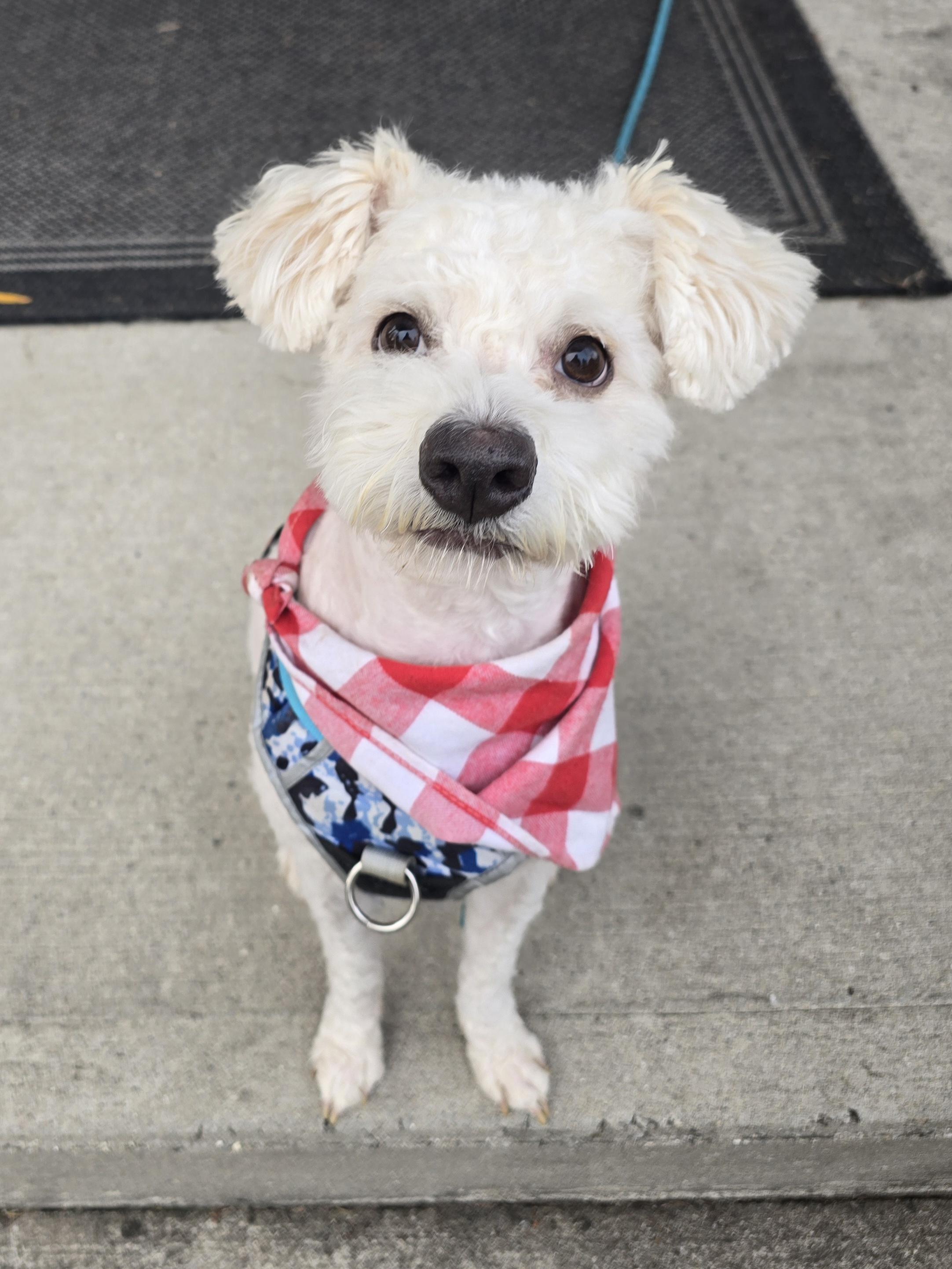 Drizzy, Adoptable, Adult Male Poodle.