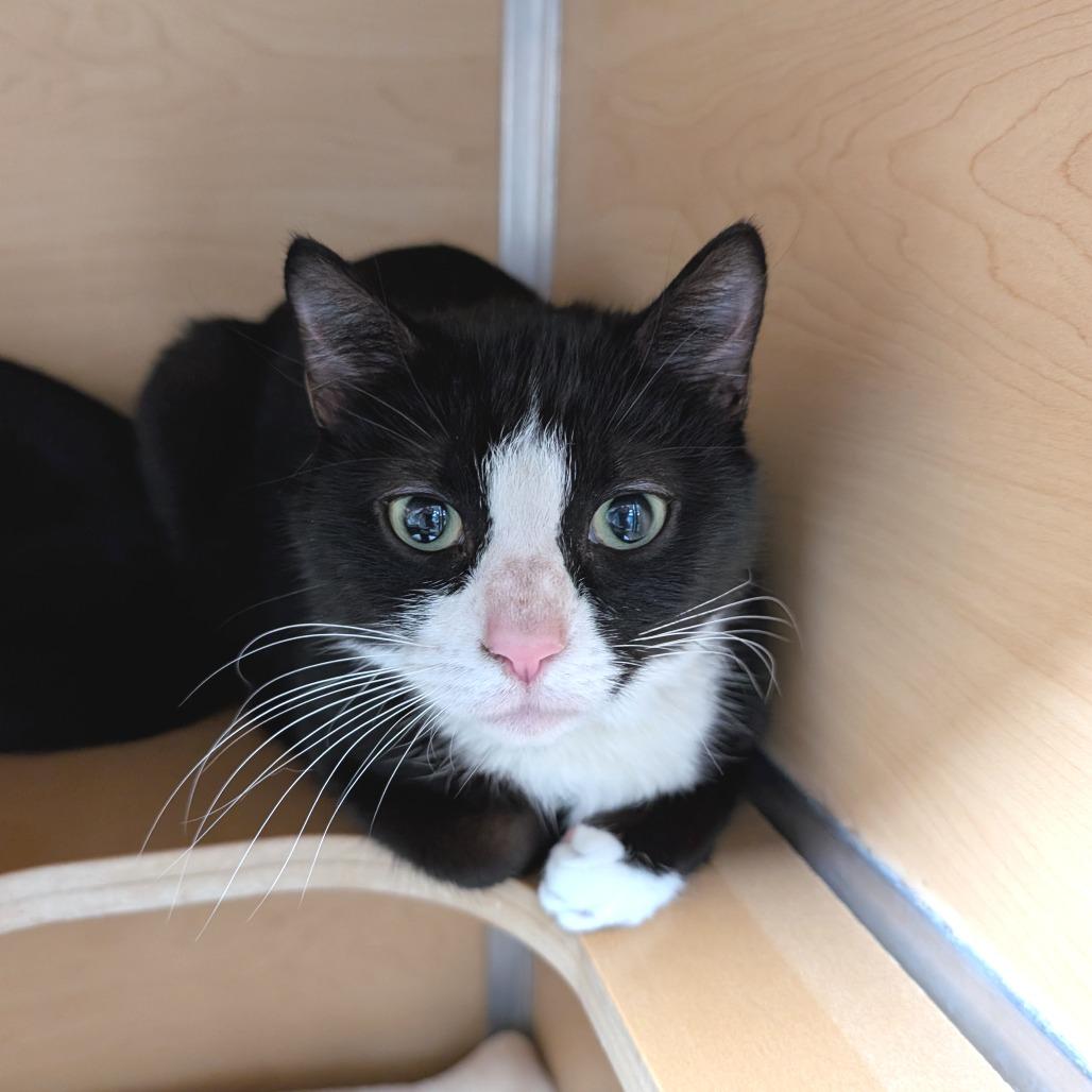 Witch, Adoptable, Young Female Domestic Short Hair.