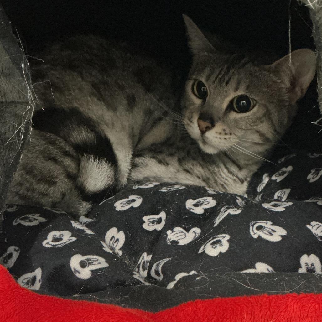 Chloe, Adoptable, Senior Female Domestic Short Hair & Bengal.