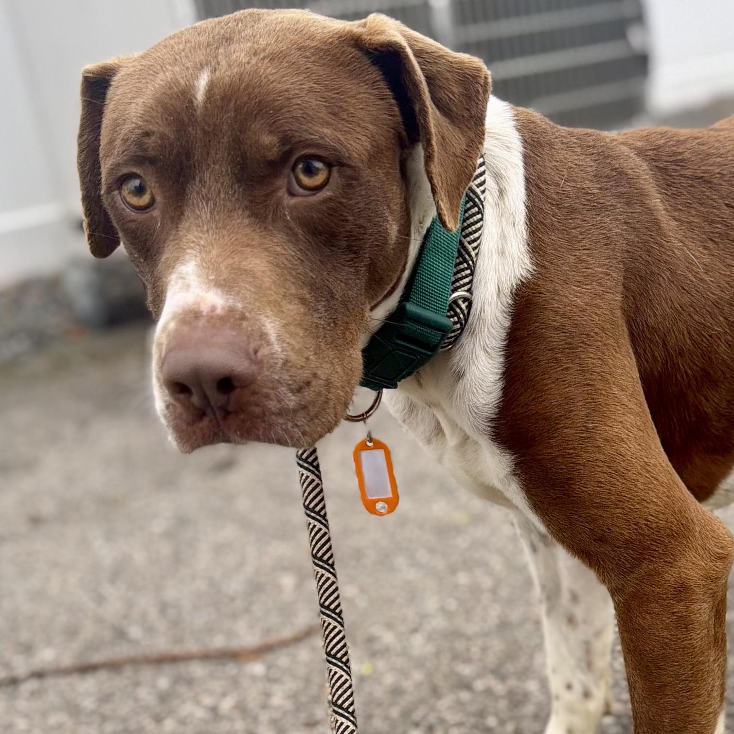 WELLS, a Adoptable mixed breed in Cranston, RI image 1/2