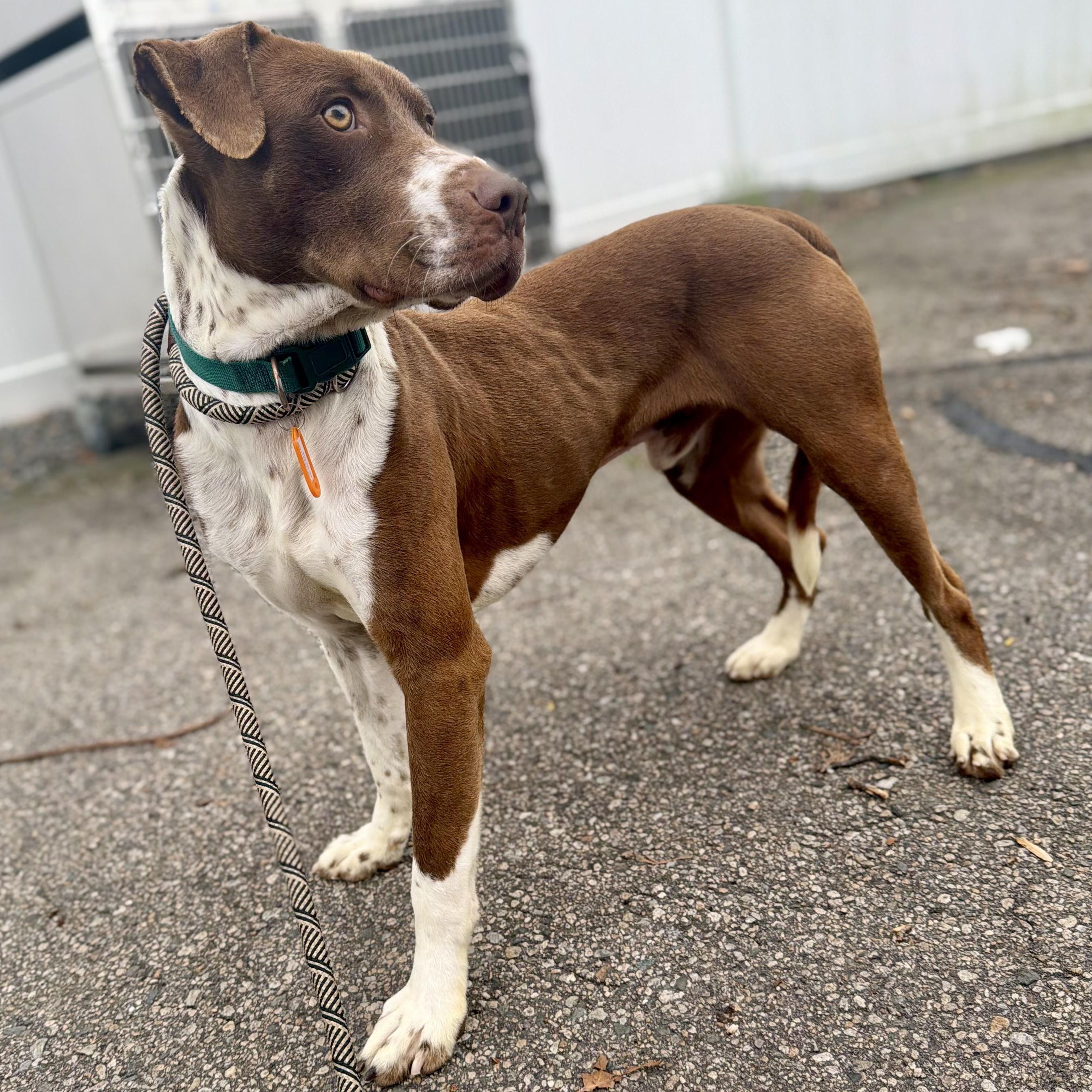 WELLS, a Adoptable mixed breed in Cranston, RI image 2/2
