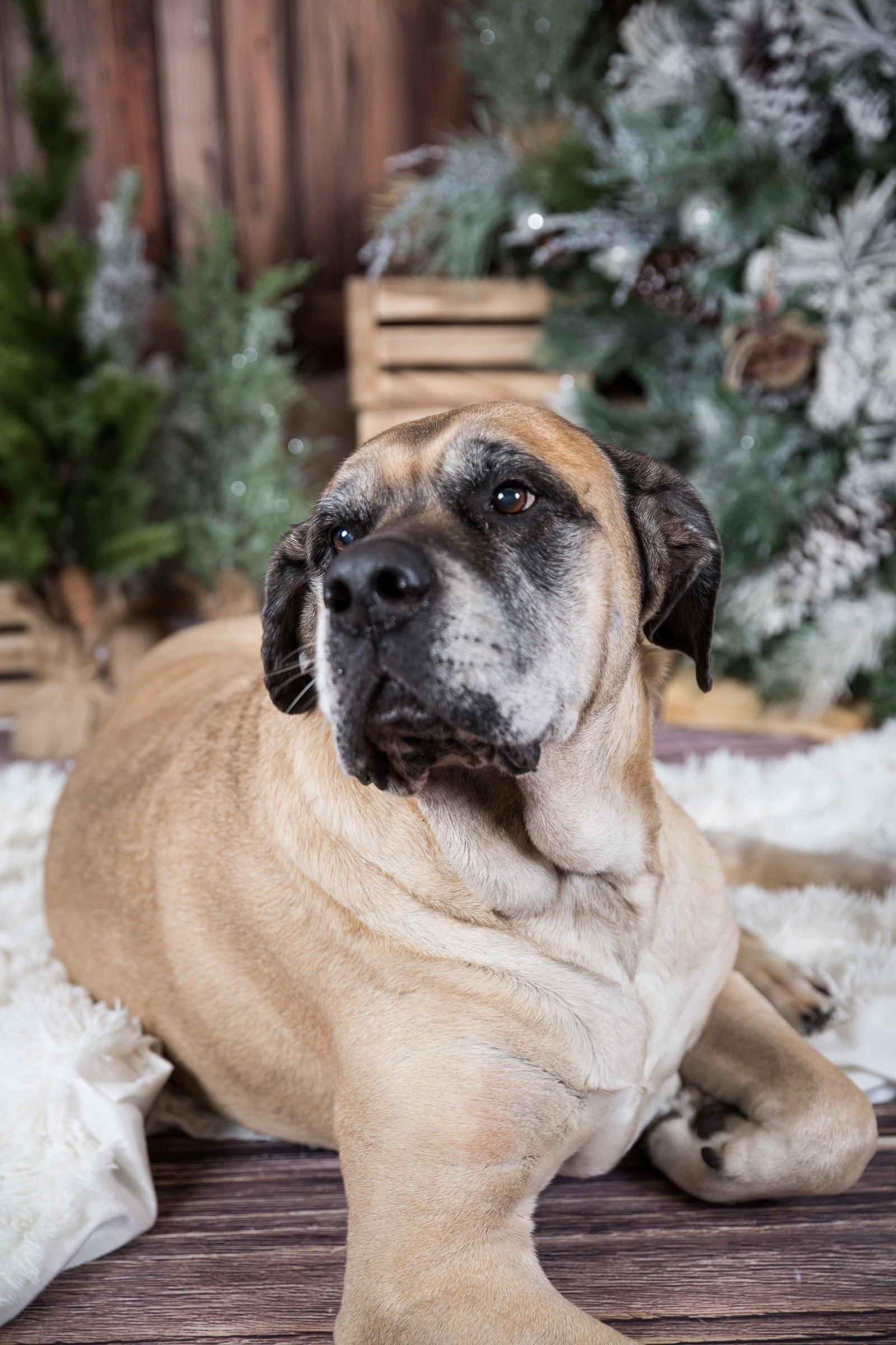 Izzabella, Adoptable, Senior Female Mastiff.
