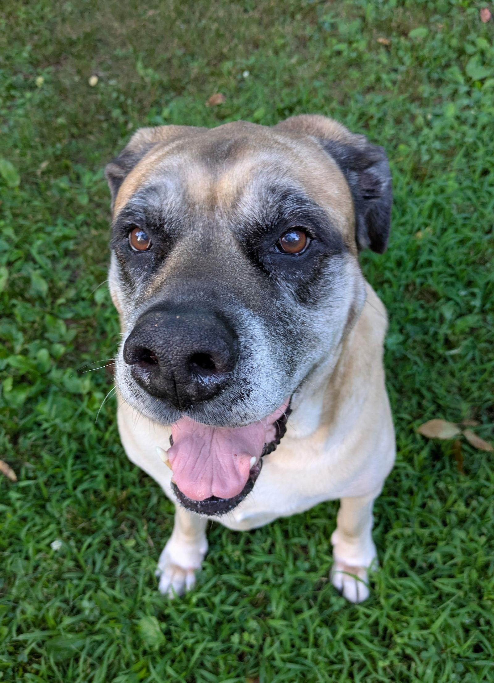 Izzabella, Adoptable, Senior Female Mastiff.