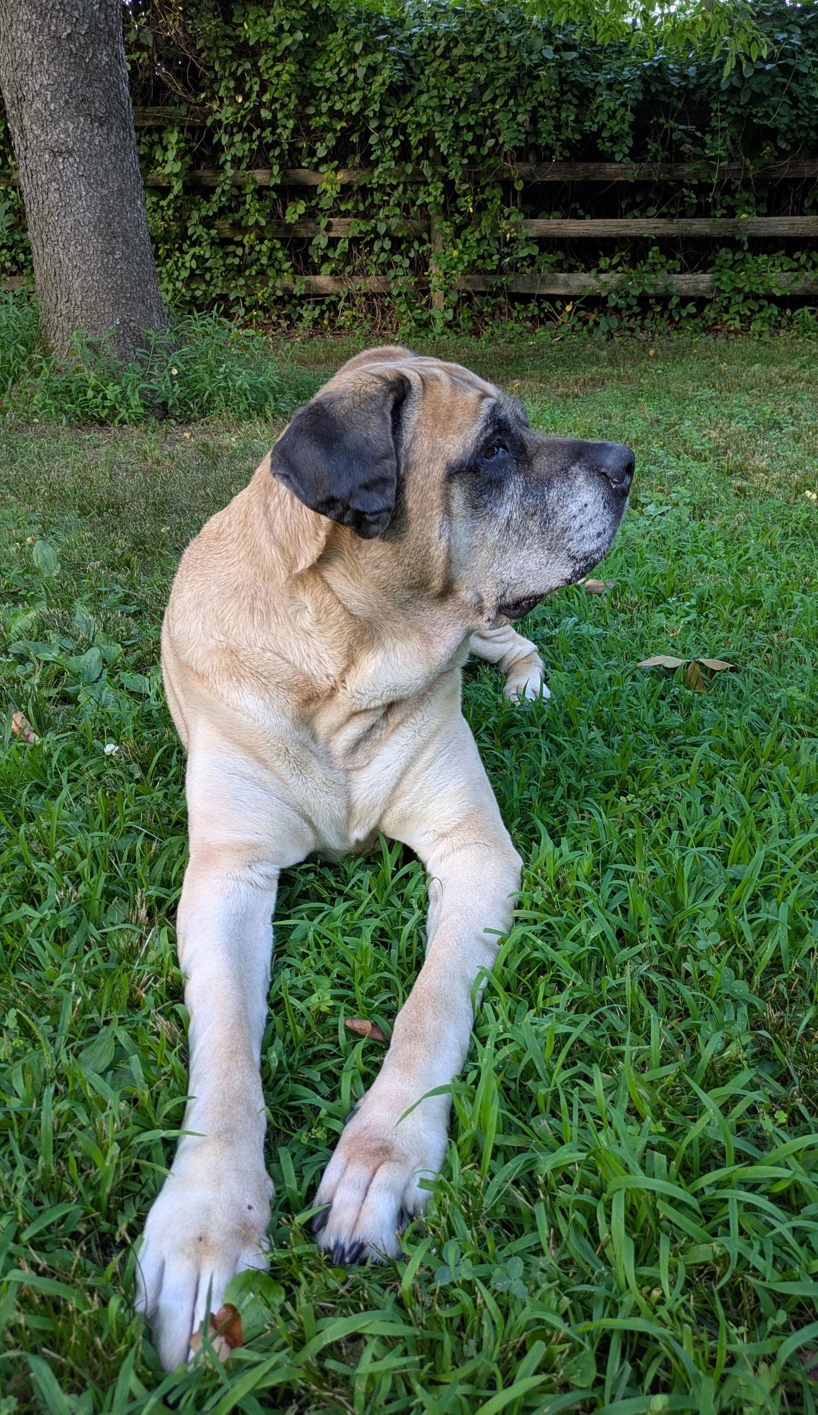 Izzabella, a Adoptable Mastiff in Chambersburg, PA image 2/3