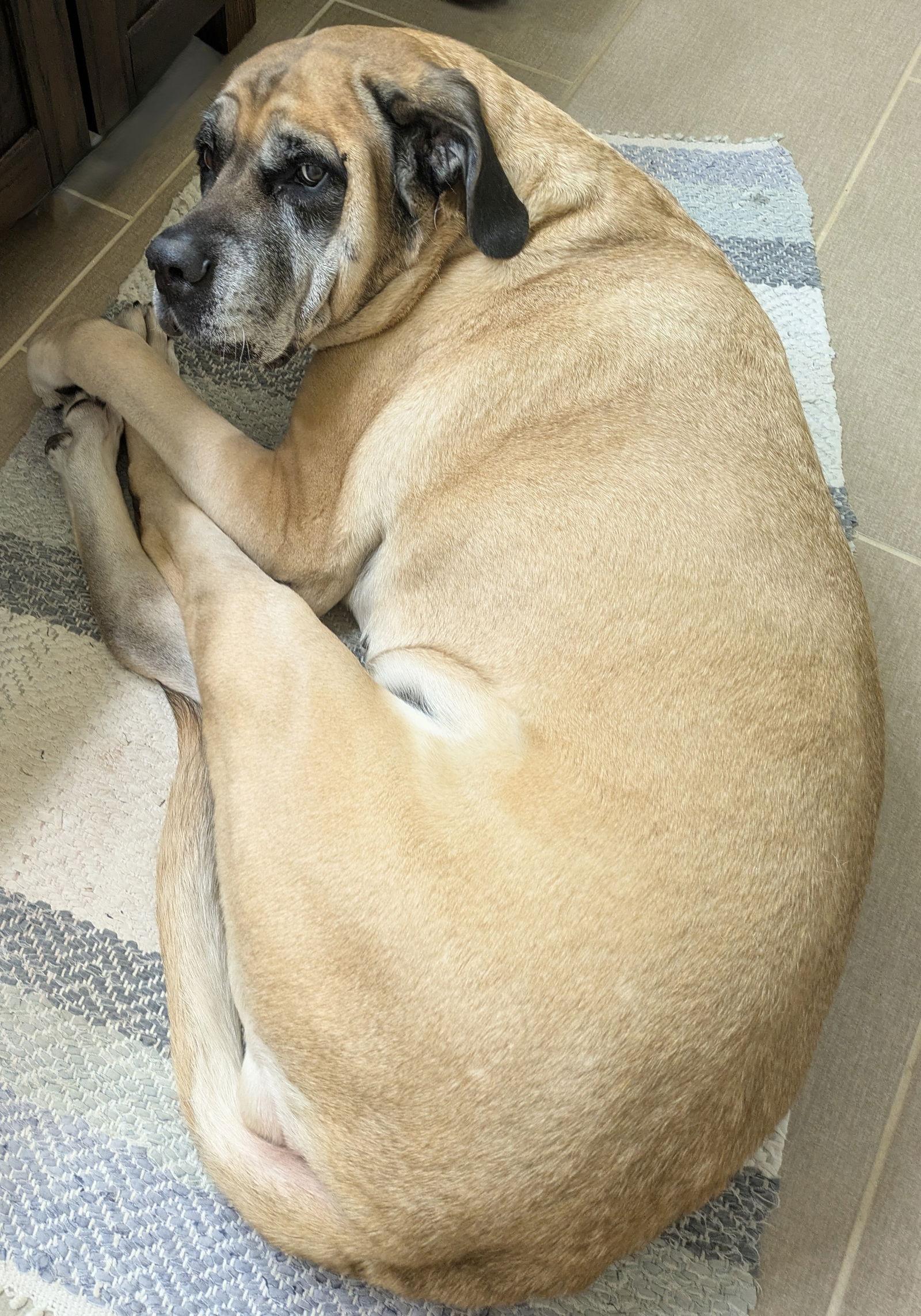 Izzabella, a Adoptable Mastiff in Chambersburg, PA image 3/3