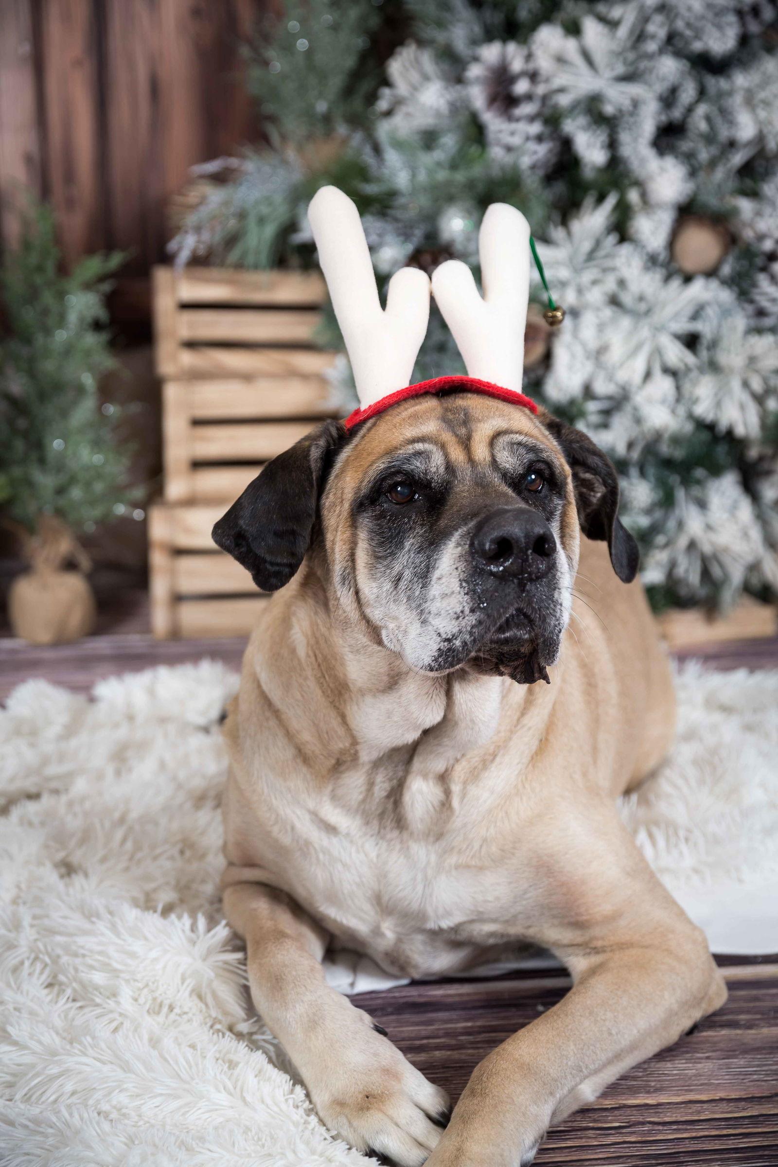 Enlarge Izzabella, a Adoptable Mastiff in Chambersburg, PA image 3/3