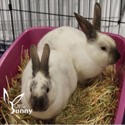 Smudge (and Soot), a Adopted Bunny Rabbit in Santa Ana, CA image 1/2