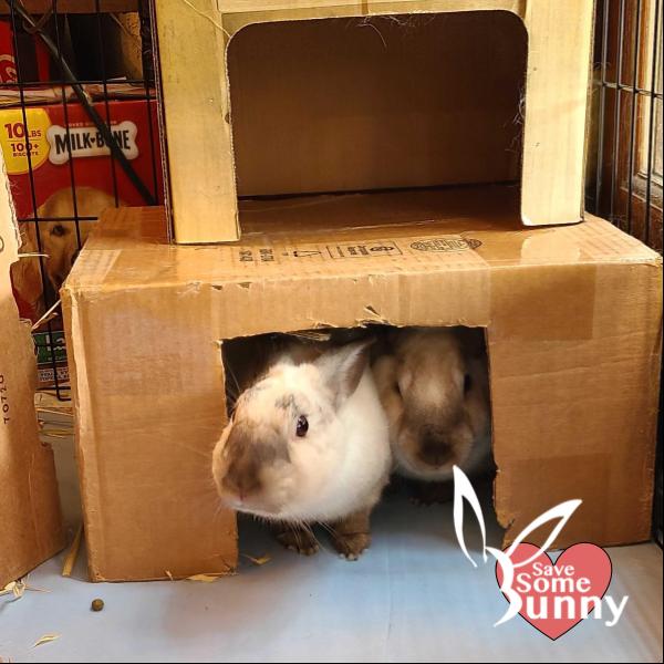 Smudge (and Soot), a Adopted Bunny Rabbit in Santa Ana, CA image 2/2