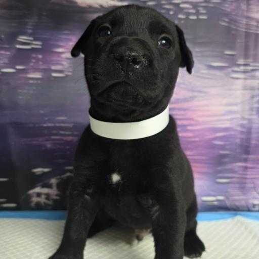 Enlarge Little Foot, a Adoptable mixed breed in Fort Collins, CO image 1/2