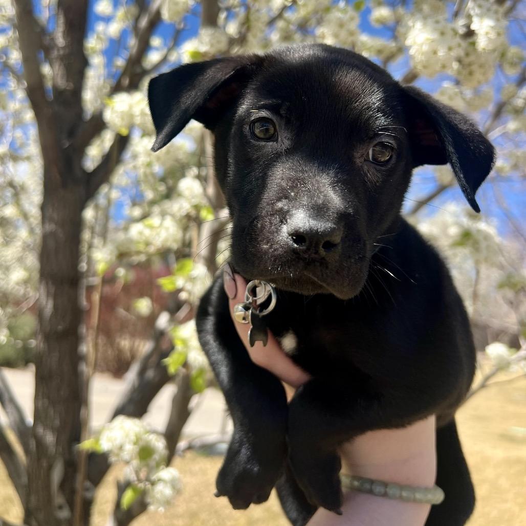 Enlarge Little Foot, a Adoptable mixed breed in Fort Collins, CO image 2/2