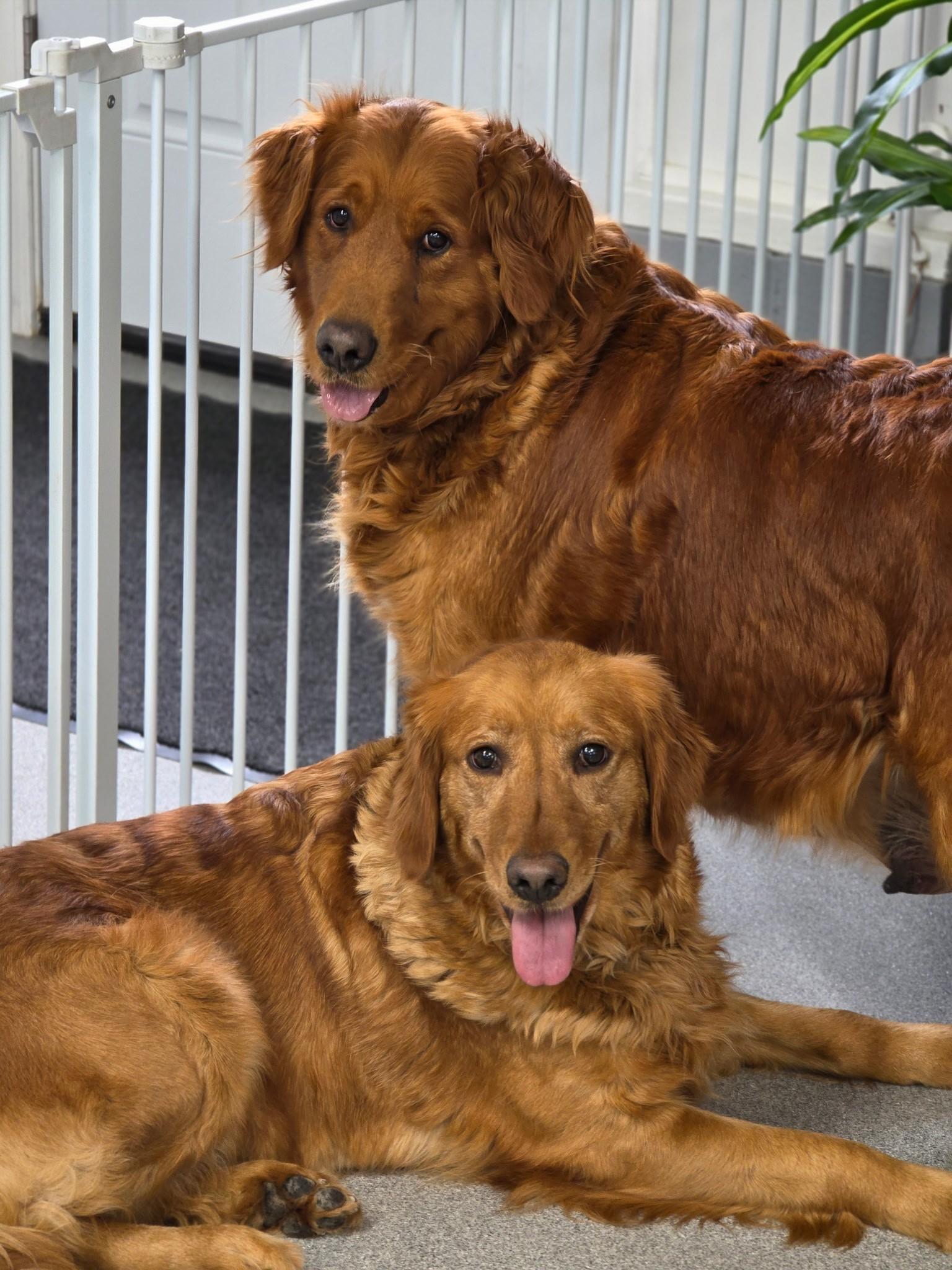 Ashley & Skye, Adoptable, Adult Female Golden Retriever.