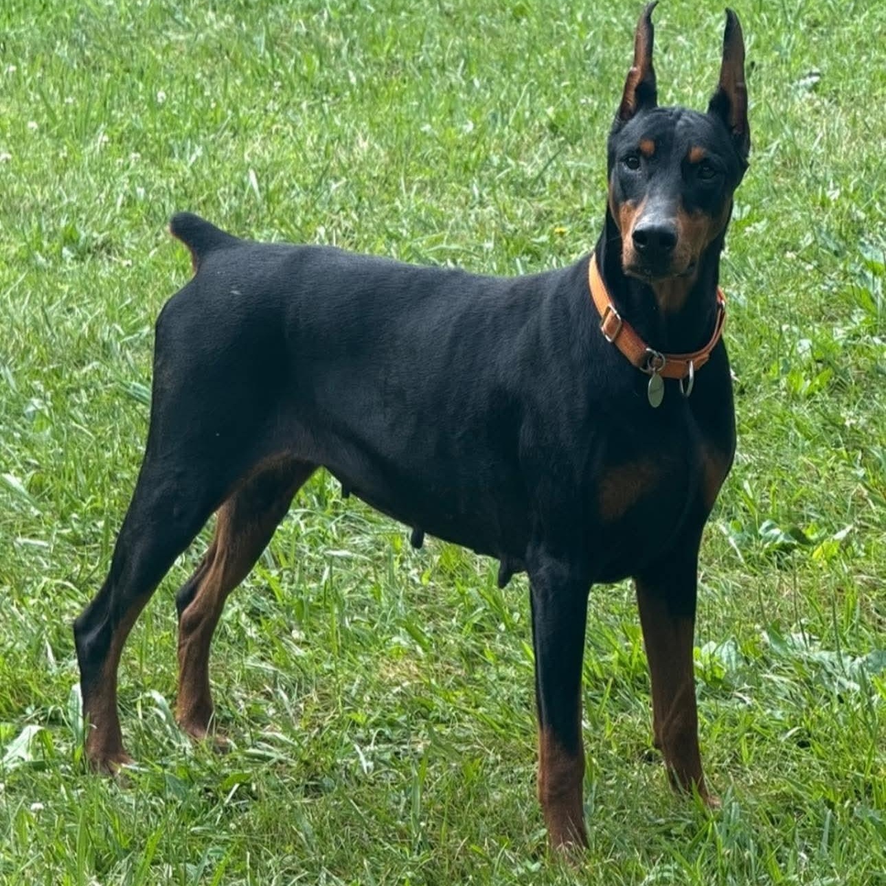 Enlarge Danae, an adopted Doberman Pinscher in Columbus, OH image 2/3