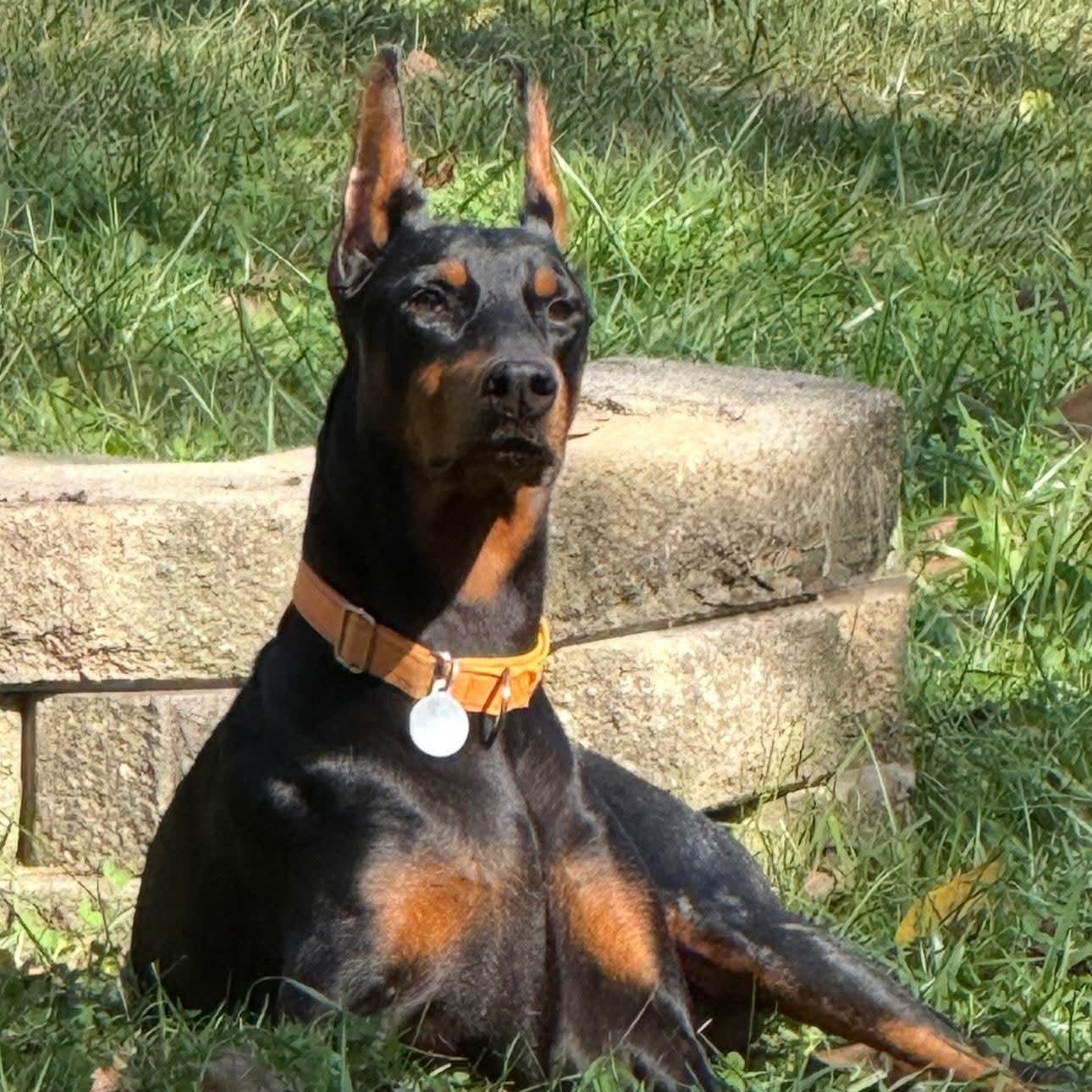 Enlarge Danae, an adopted Doberman Pinscher in Columbus, OH image 3/3
