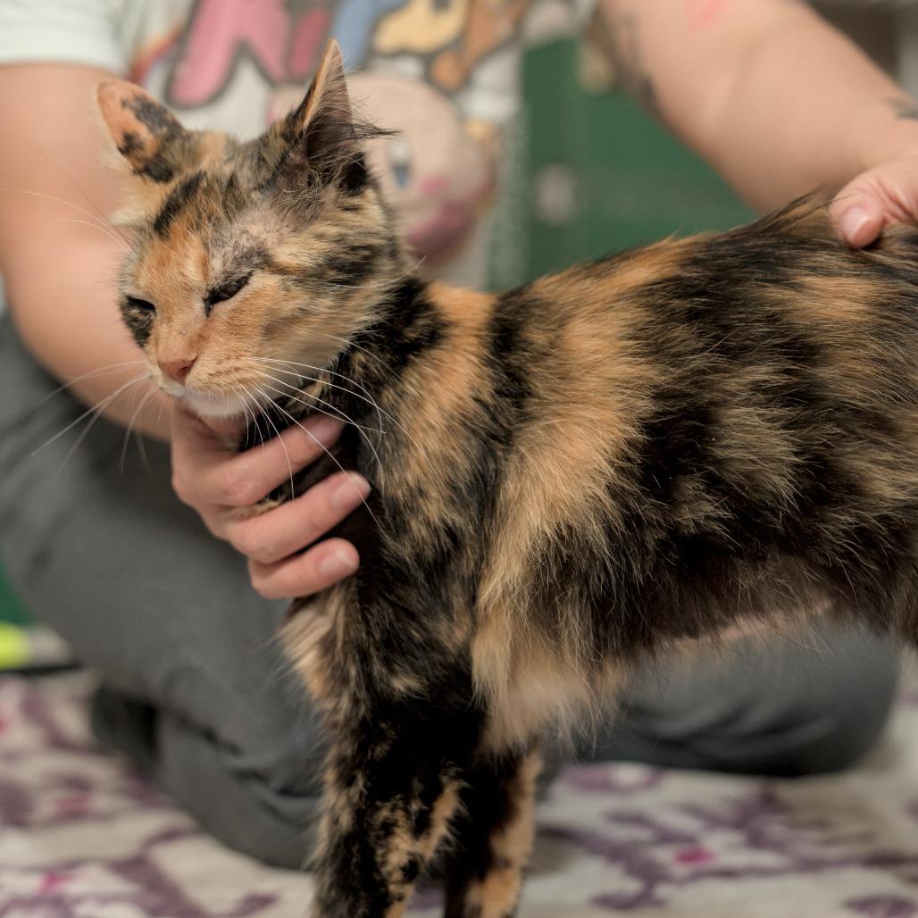 Felicity, Adoptable, Young Female Domestic Medium Hair.