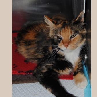 Enlarge Felicity, a Adoptable Domestic Medium Hair in Fort Worth, TX image 2/6