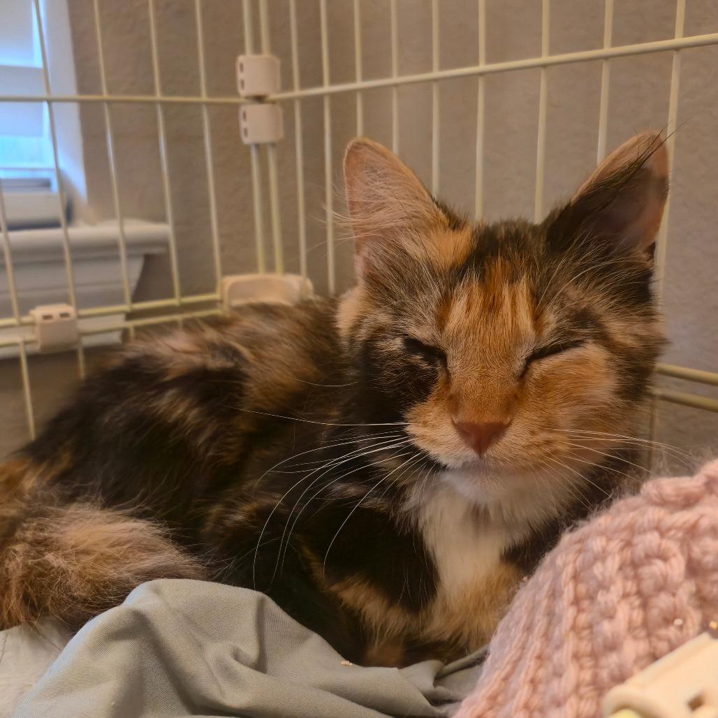 Enlarge Felicity, a Adoptable Domestic Medium Hair in Fort Worth, TX image 3/6