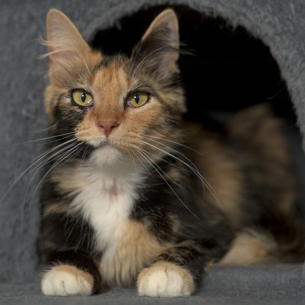 Enlarge Felicity, a Adoptable Domestic Medium Hair in Fort Worth, TX image 4/6