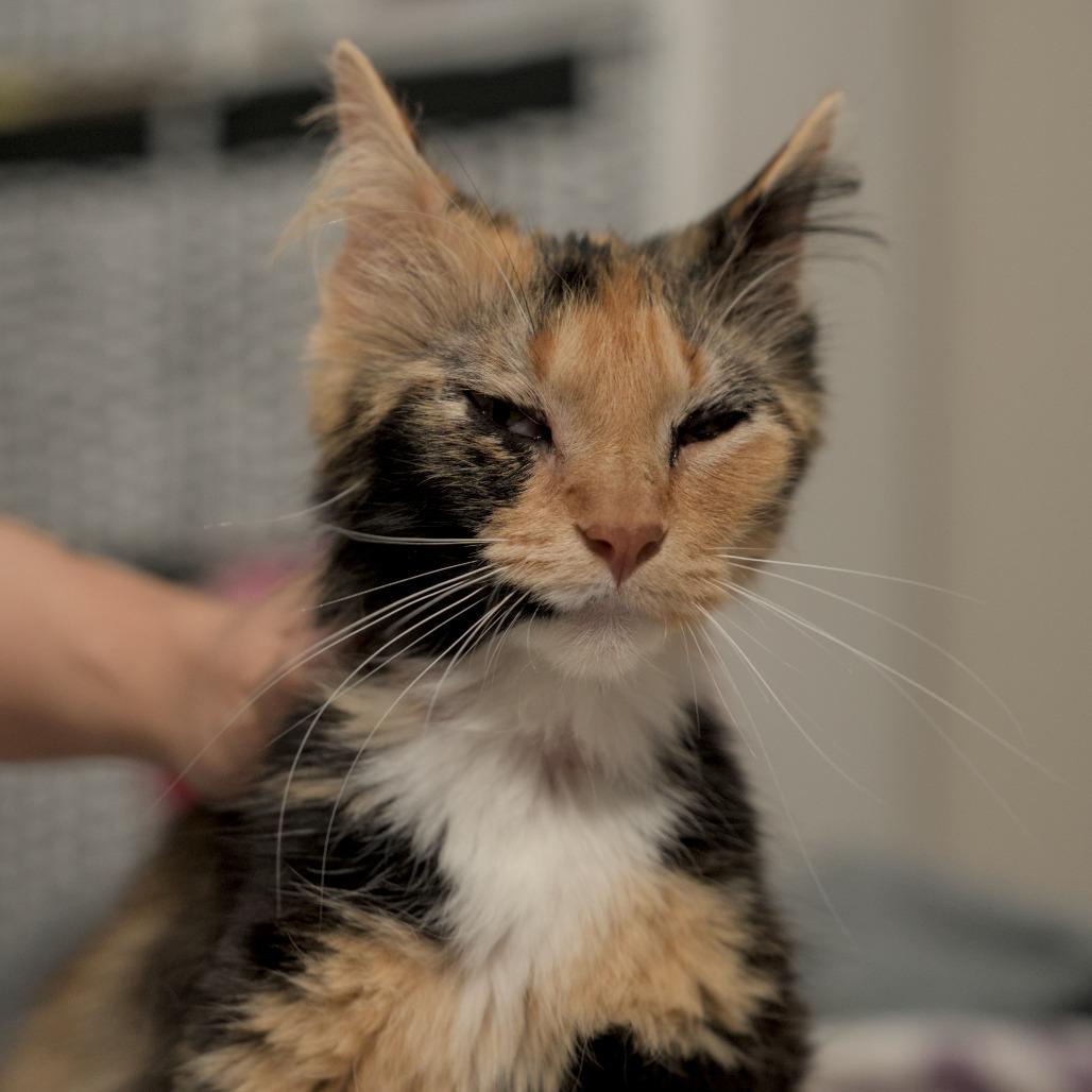 Enlarge Felicity, a Adoptable Domestic Medium Hair in Fort Worth, TX image 5/6