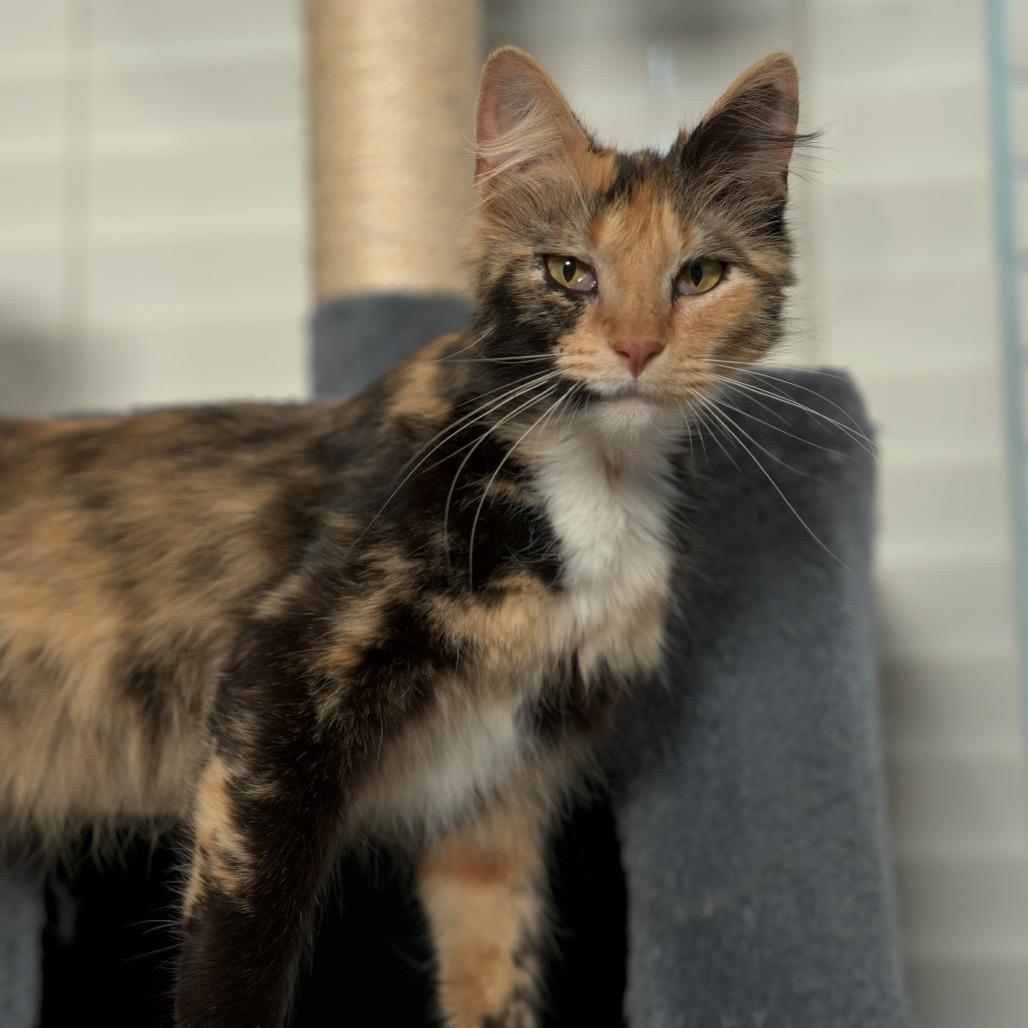 Enlarge Felicity, a Adoptable Domestic Medium Hair in Fort Worth, TX image 6/6