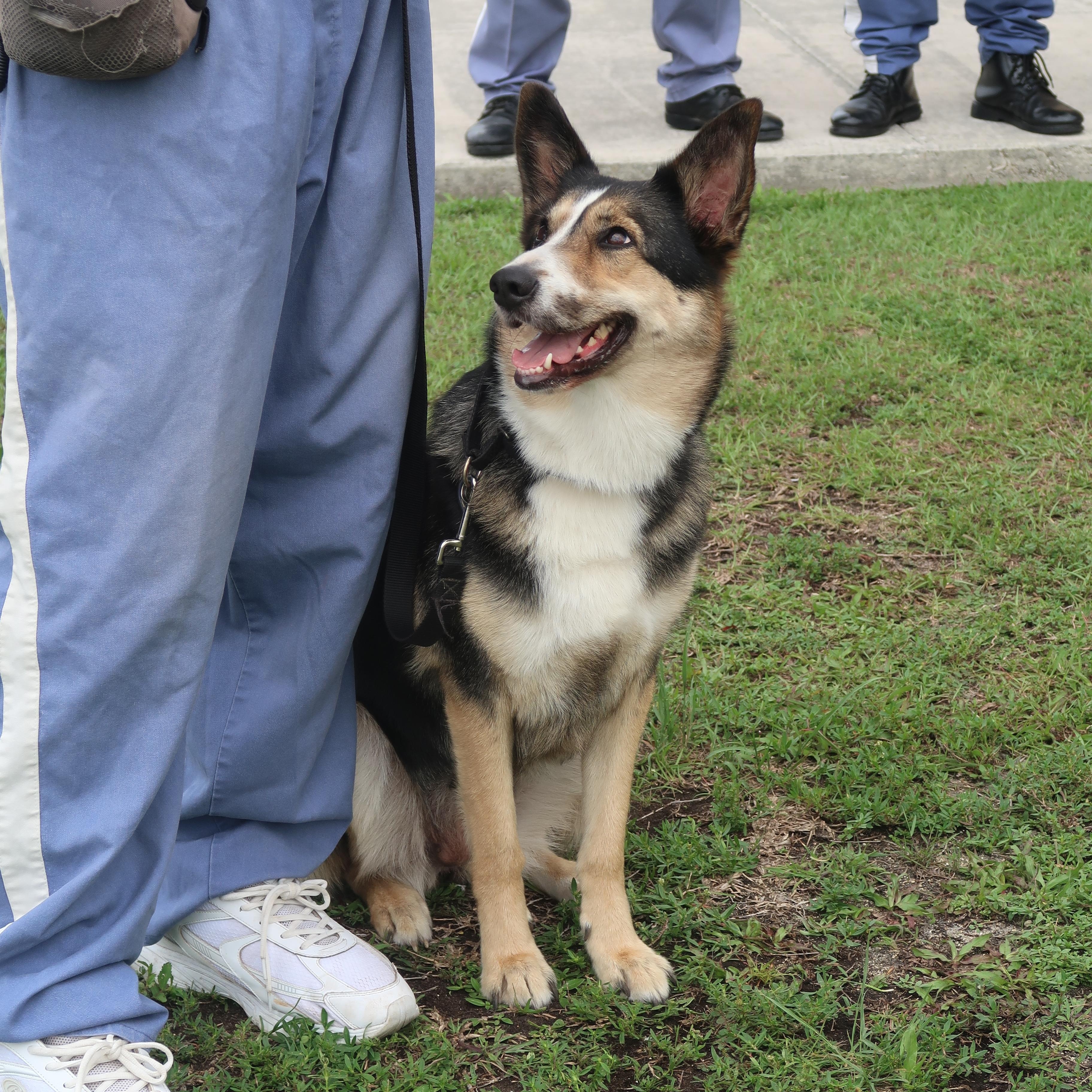 Kubota - TRAINED DOG, a ADOPTABLE mixed breed in Miami, FL image 2/2