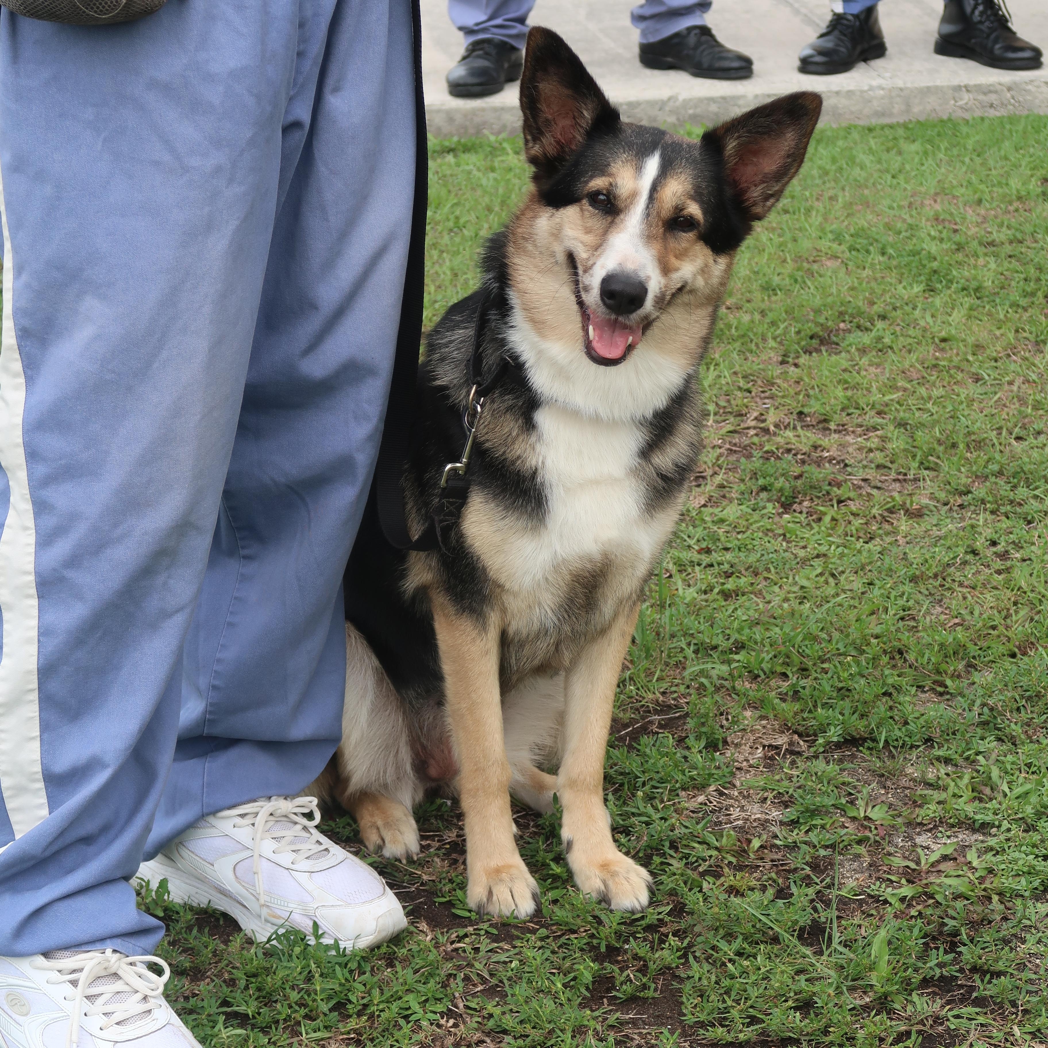 Kubota - TRAINED DOG, ADOPTABLE, Young Female German Shepherd Dog & Australian Shepherd.