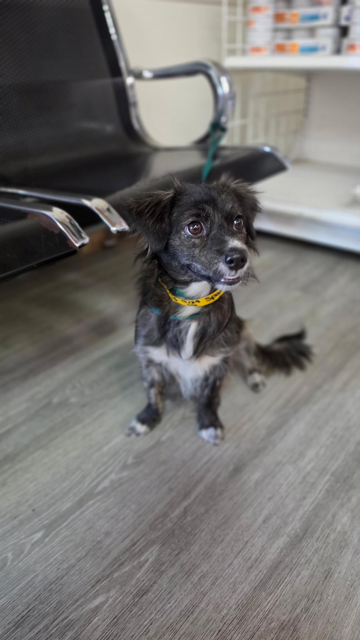 Enlarge Elena, a Adopted Tibetan Spaniel in las vegas, NV image 1/1