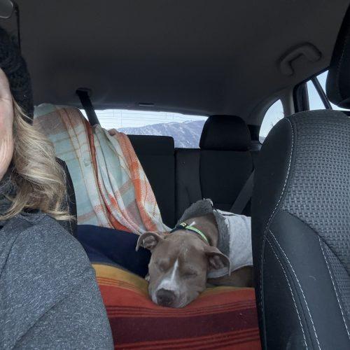 Enlarge Alfred, a Adoptable mixed breed in Grand Junction, CO image 2/6