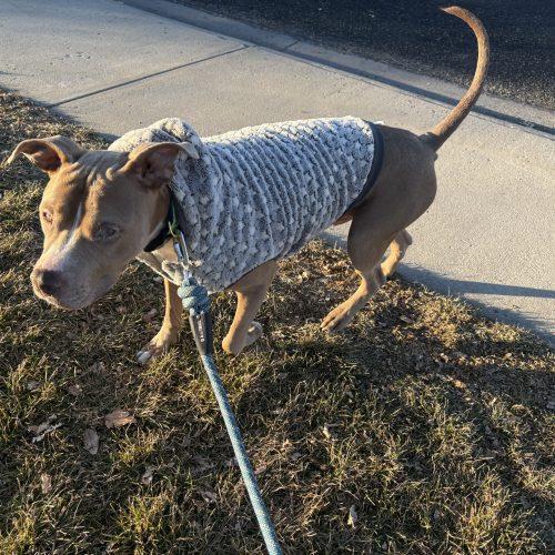 Enlarge Alfred, a Adoptable mixed breed in Grand Junction, CO image 3/6