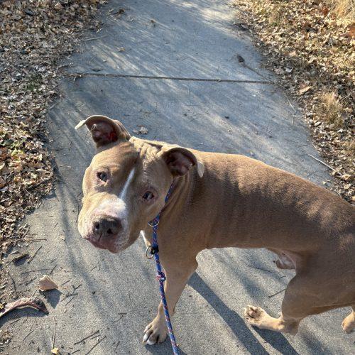 Enlarge Alfred, a Adoptable mixed breed in Grand Junction, CO image 4/6