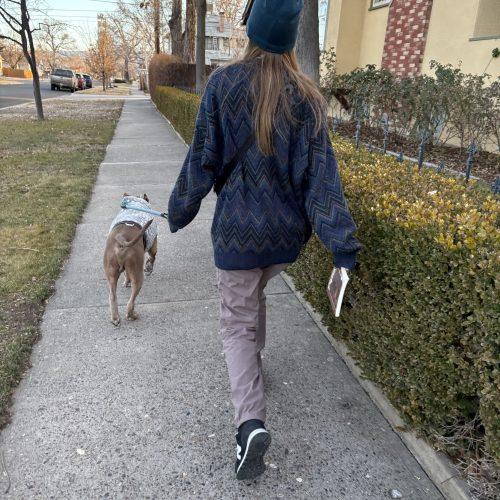 Enlarge Alfred, a Adoptable mixed breed in Grand Junction, CO image 6/6